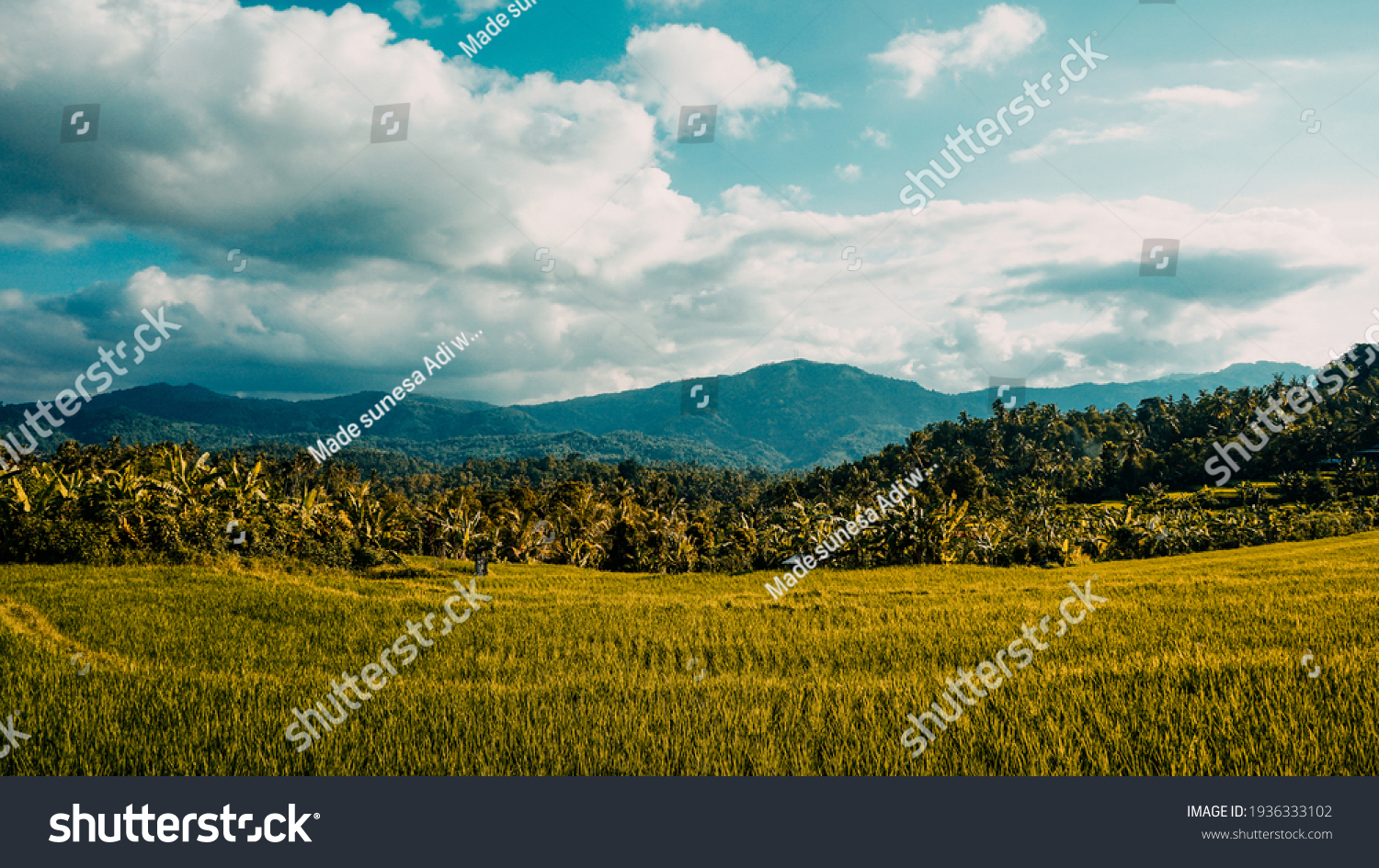 Tropical rural landscape with beautiful rice fields and mountains #1936333102