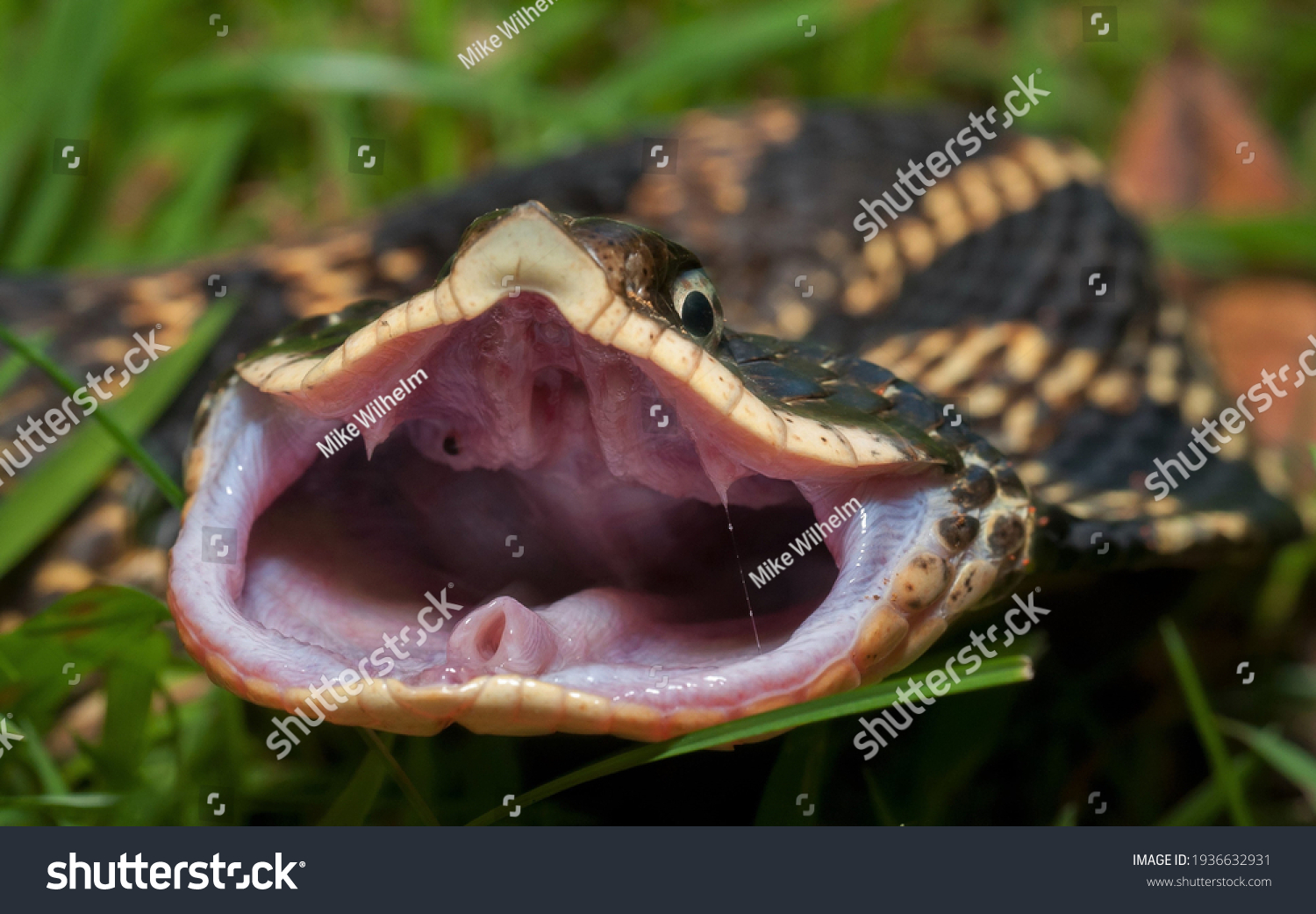 Eastern Hognose snake posing flattened out and gaping with mouth open and rear fangs exposed #1936632931