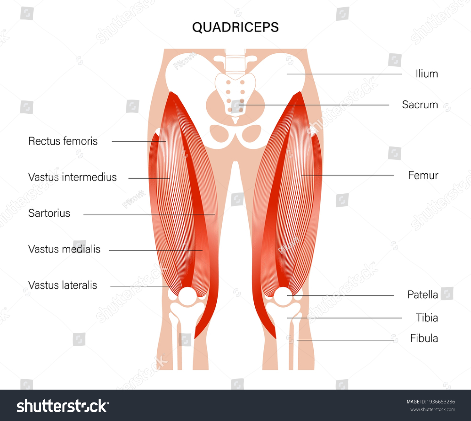 Leg Muscle Anatomical Structure Labeled Front Stock Vector (Royalty Free)  1620433552