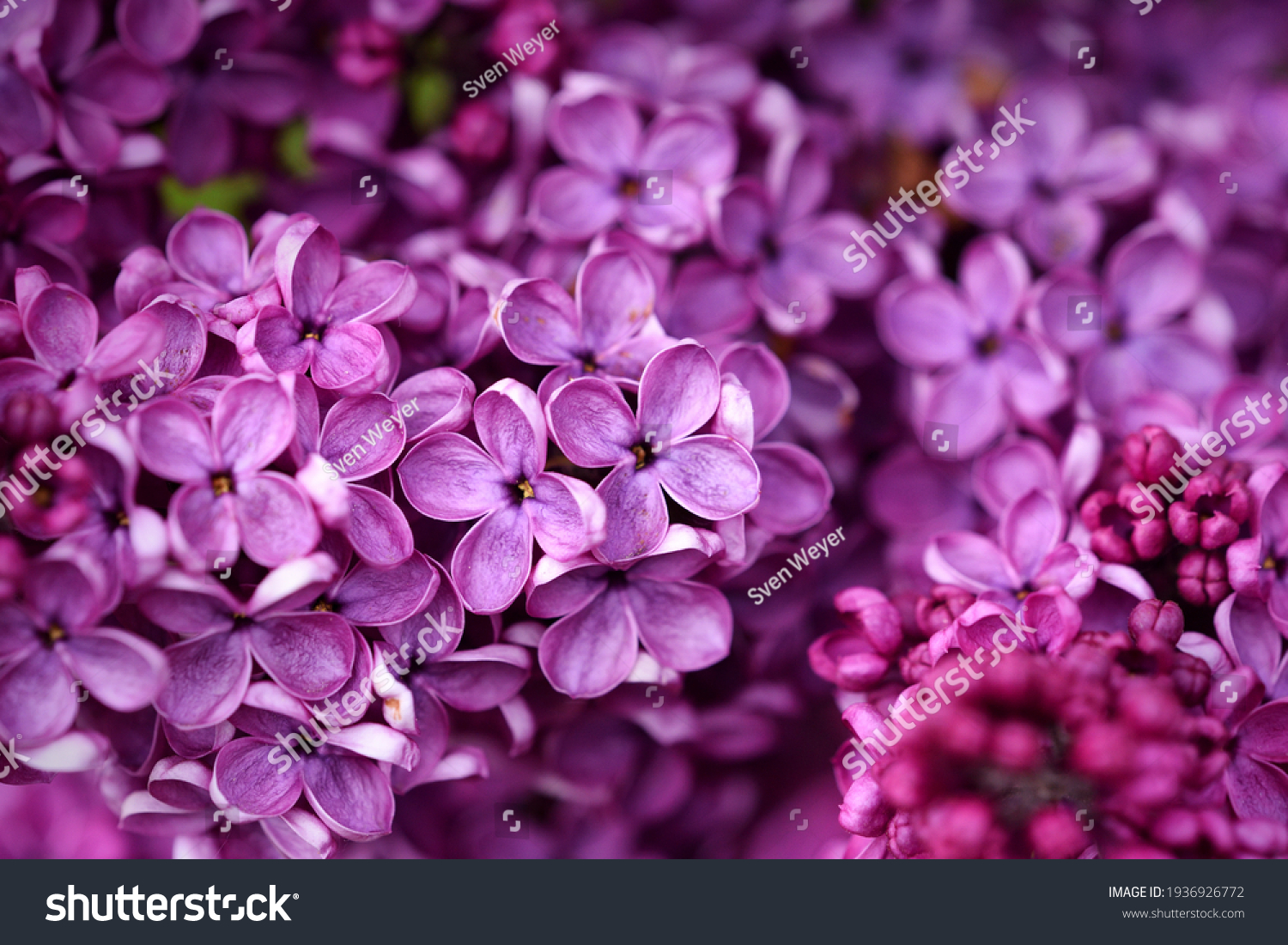 Dark purple common lilac blossom beautiful flowers #1936926772