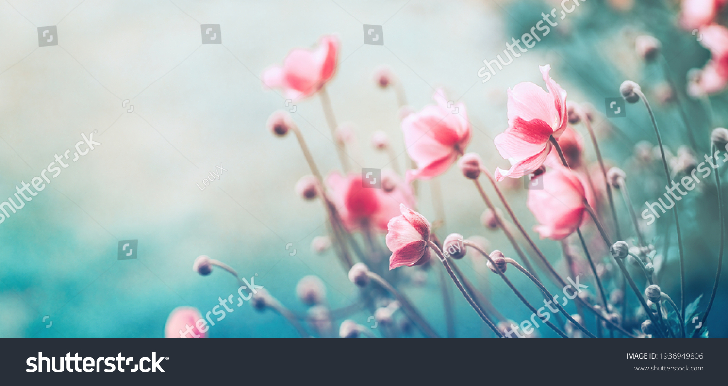 Gently pink flowers of anemones outdoors in summer spring close-up on turquoise background with soft selective focus. Delicate dreamy image of beauty of nature. #1936949806