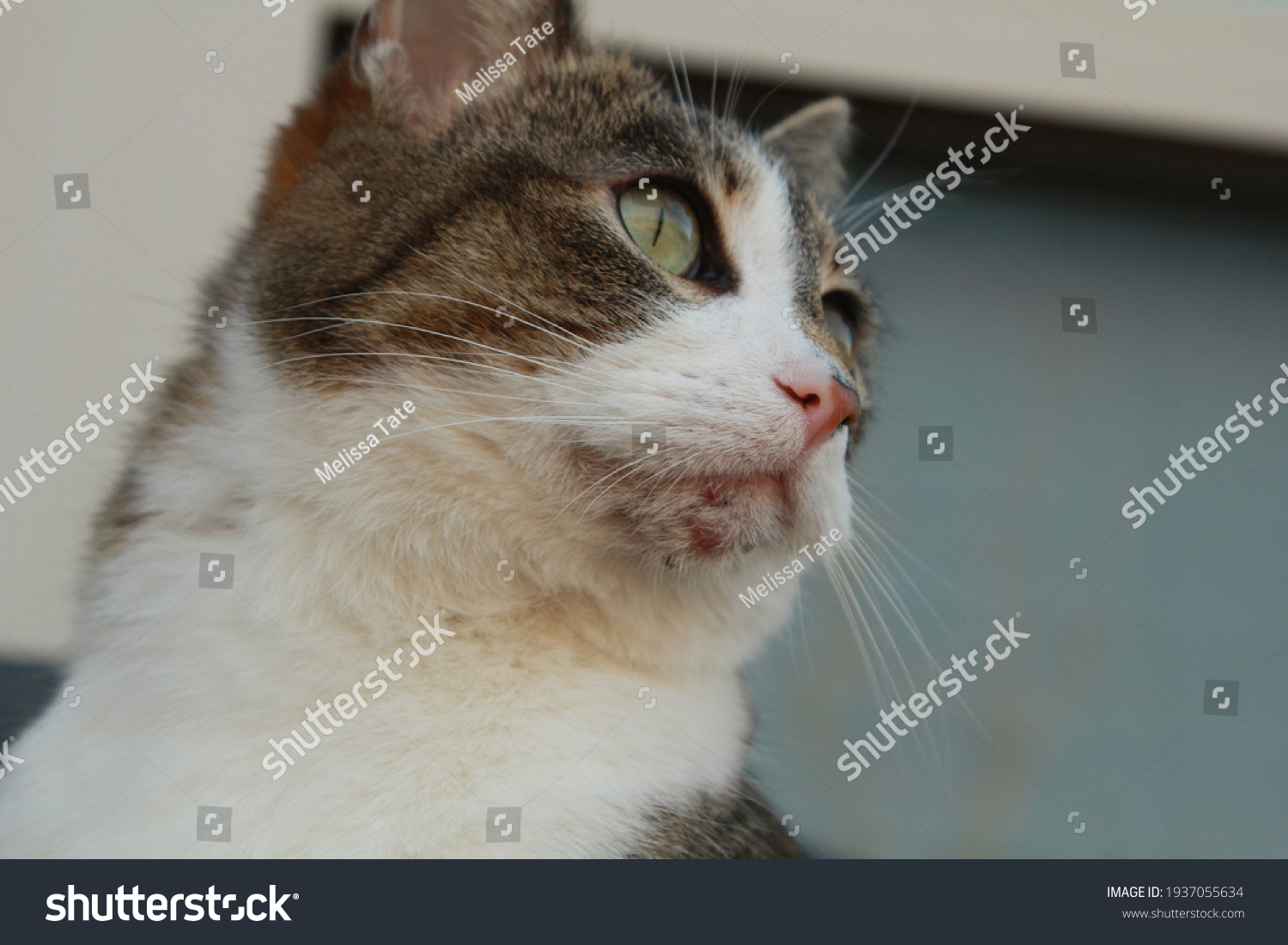 Chin of a house cat with acne #1937055634