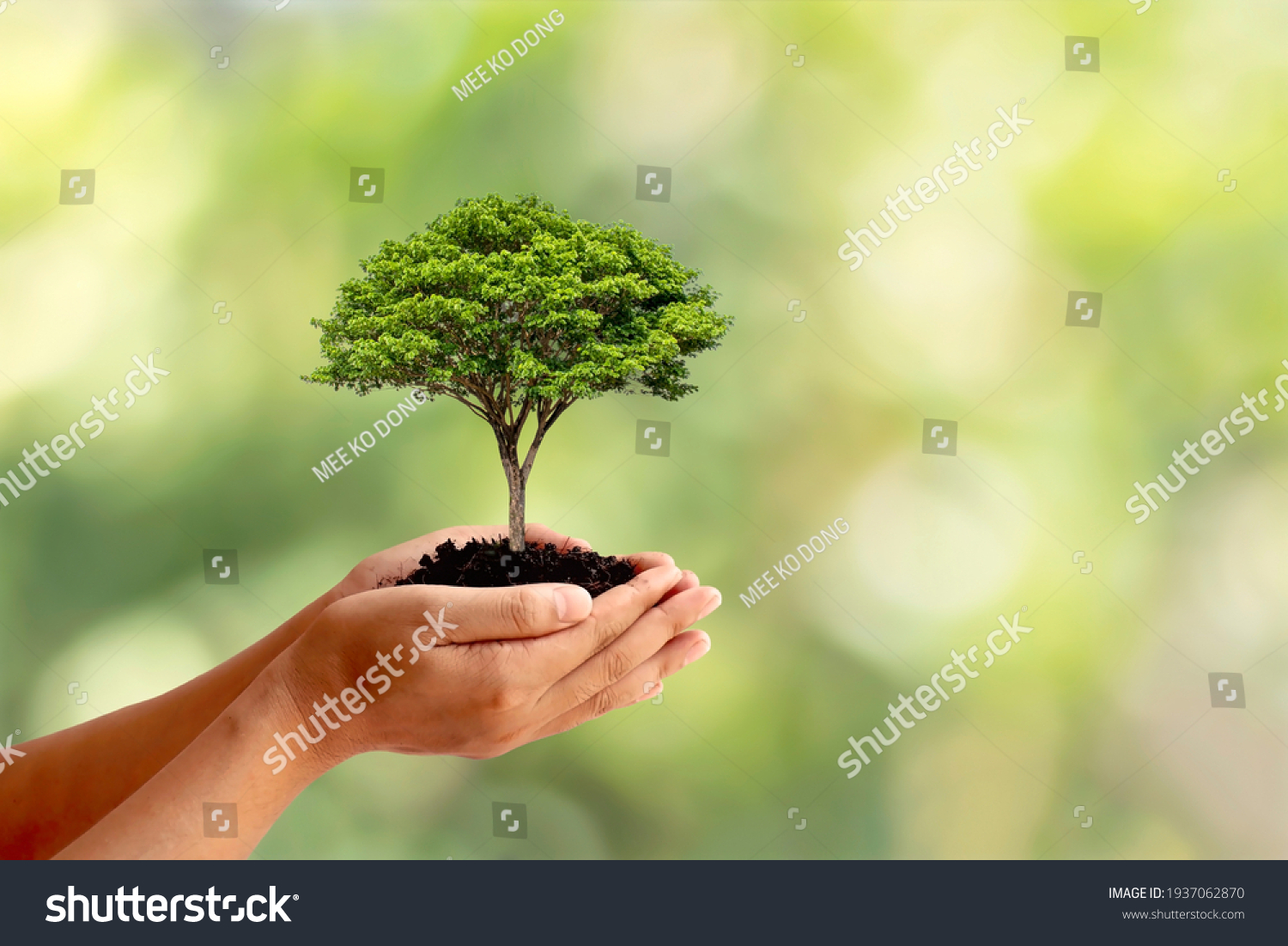 Trees are planted on the ground in human hands with natural green backgrounds, the concept of plant growth, and environmental protection. #1937062870