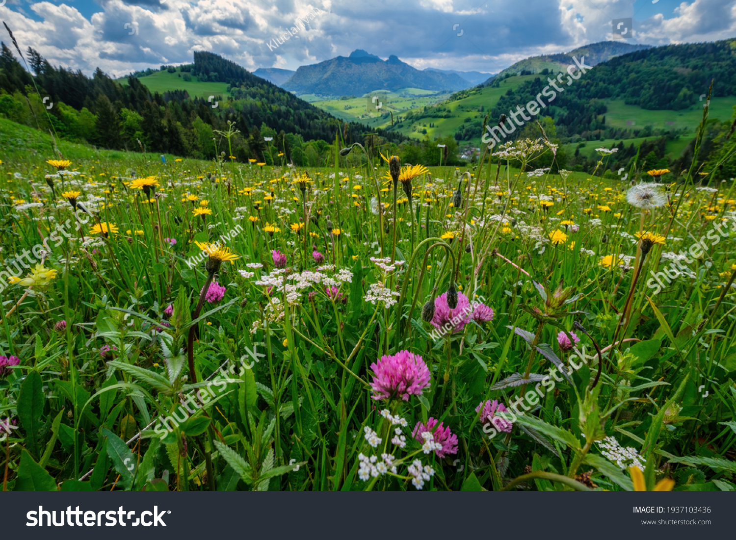 A meadow full of beautiful mountain flowers in the background of the Mala Fatra mountains. Discover the spring beauty of the mountains. #1937103436