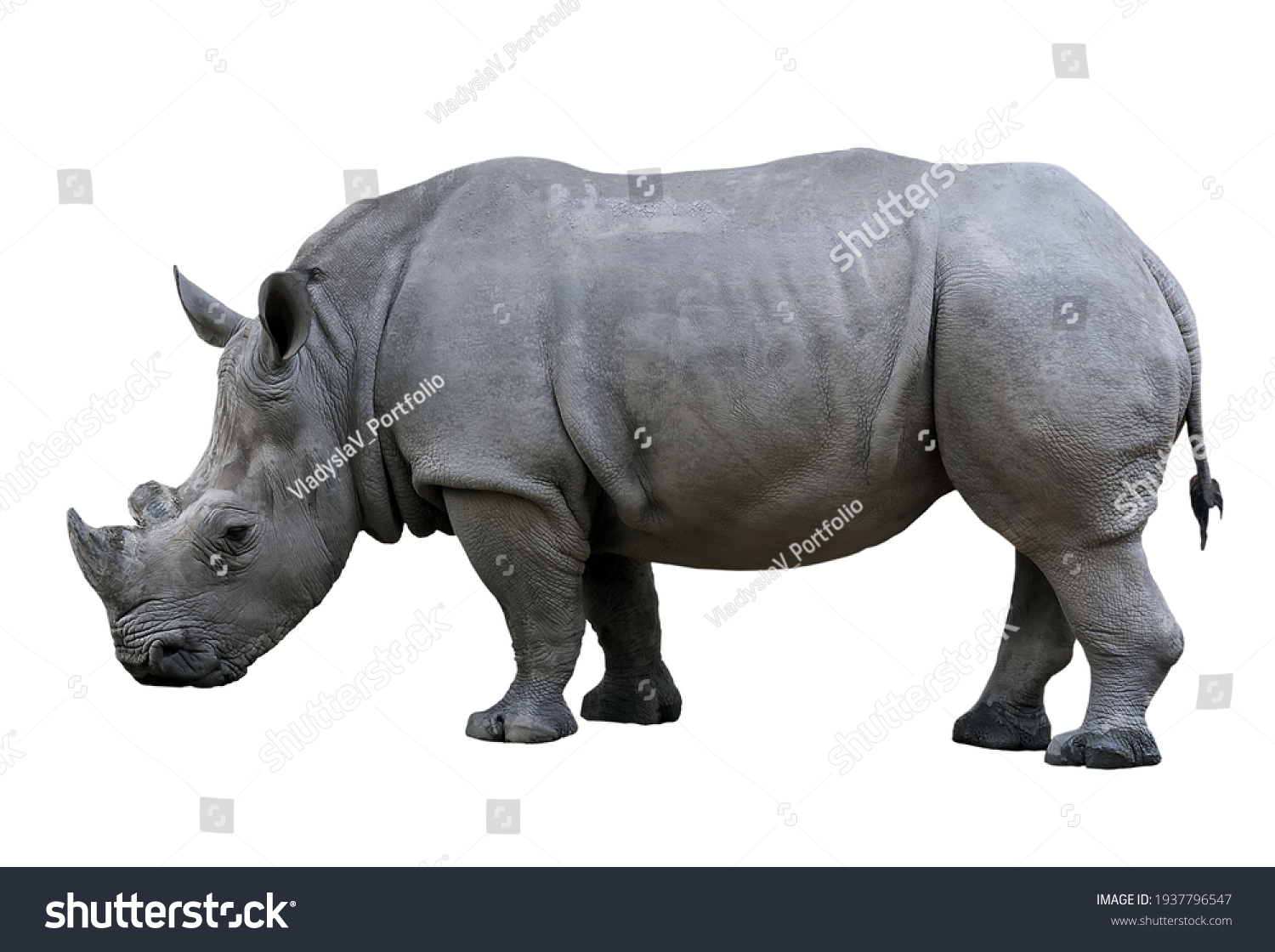 Rhino nose horn isolated on white background #1937796547