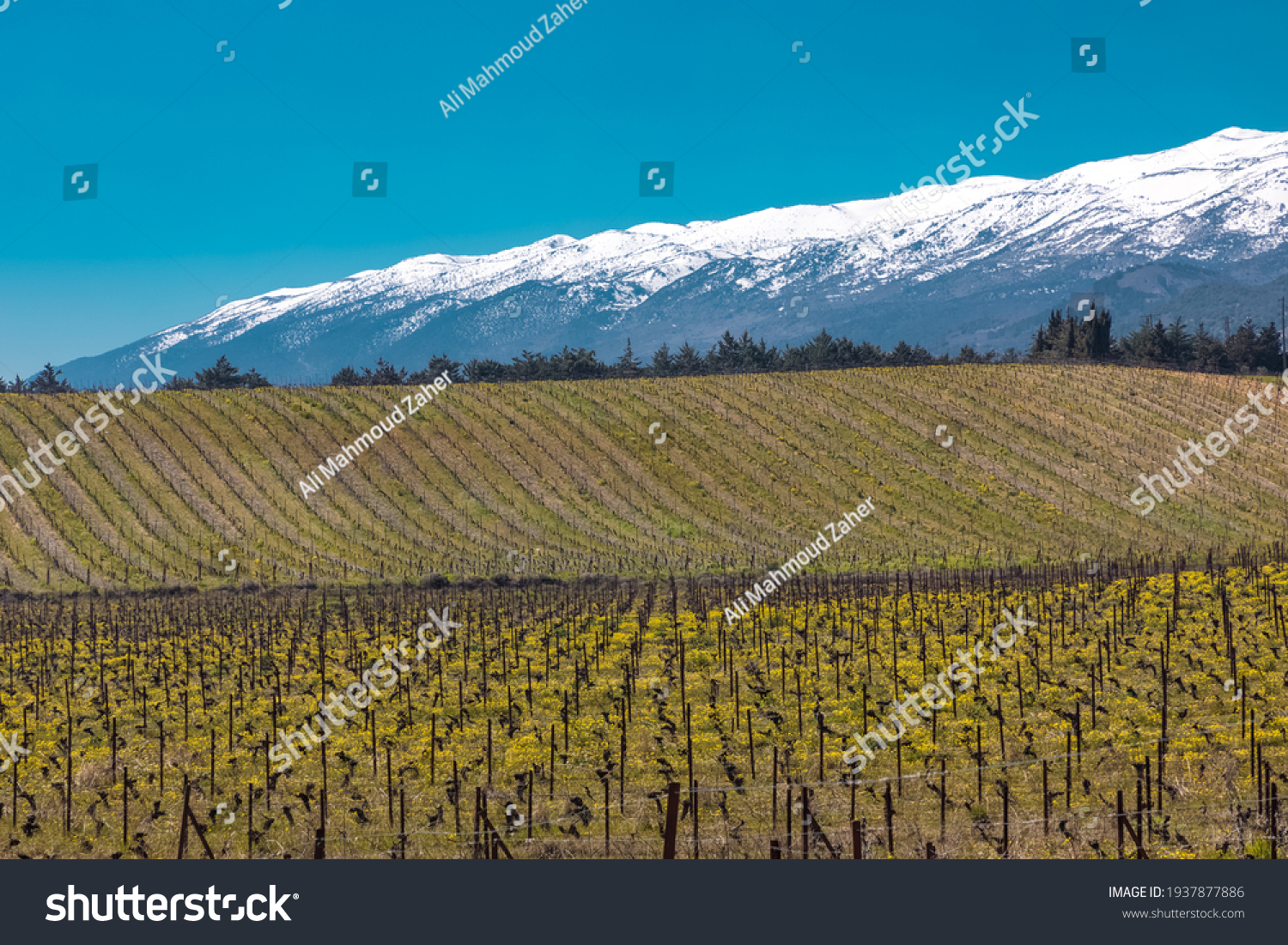 Grapes fields and a snowy mountain at bekaa lebanon #1937877886