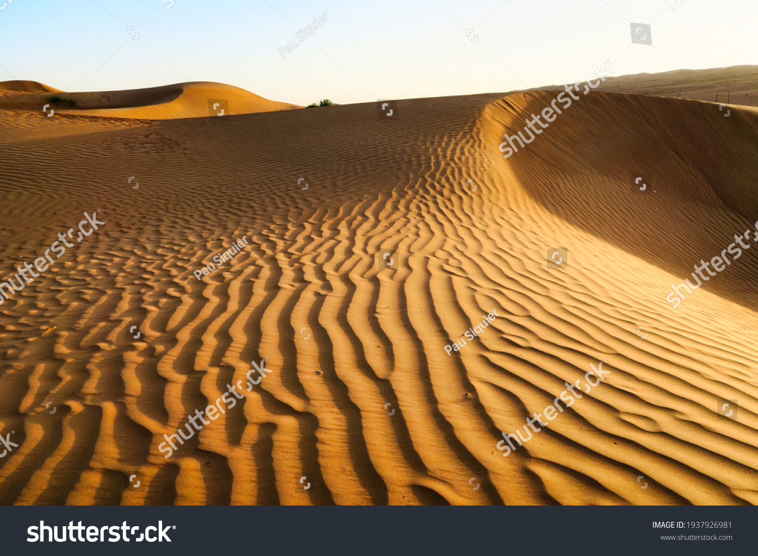 Desert dune desert at sunset  #1937926981