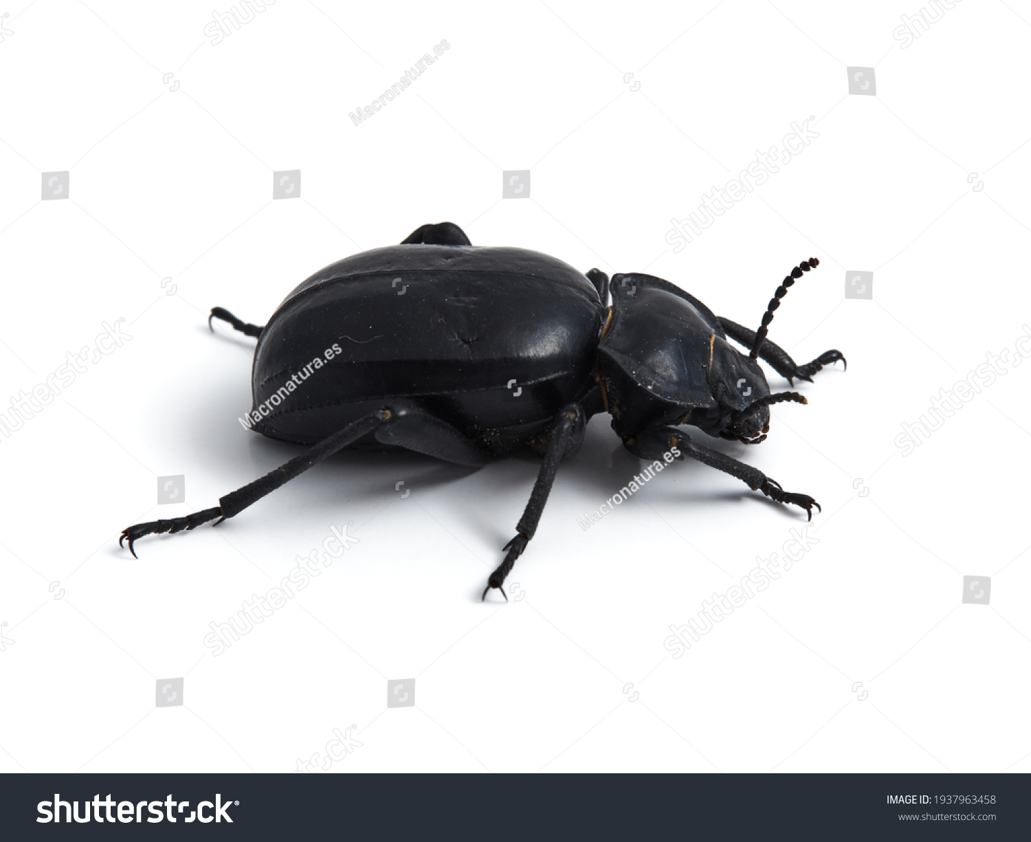 Darkling beetle. Family tenebrionidae. Morica planta.  #1937963458