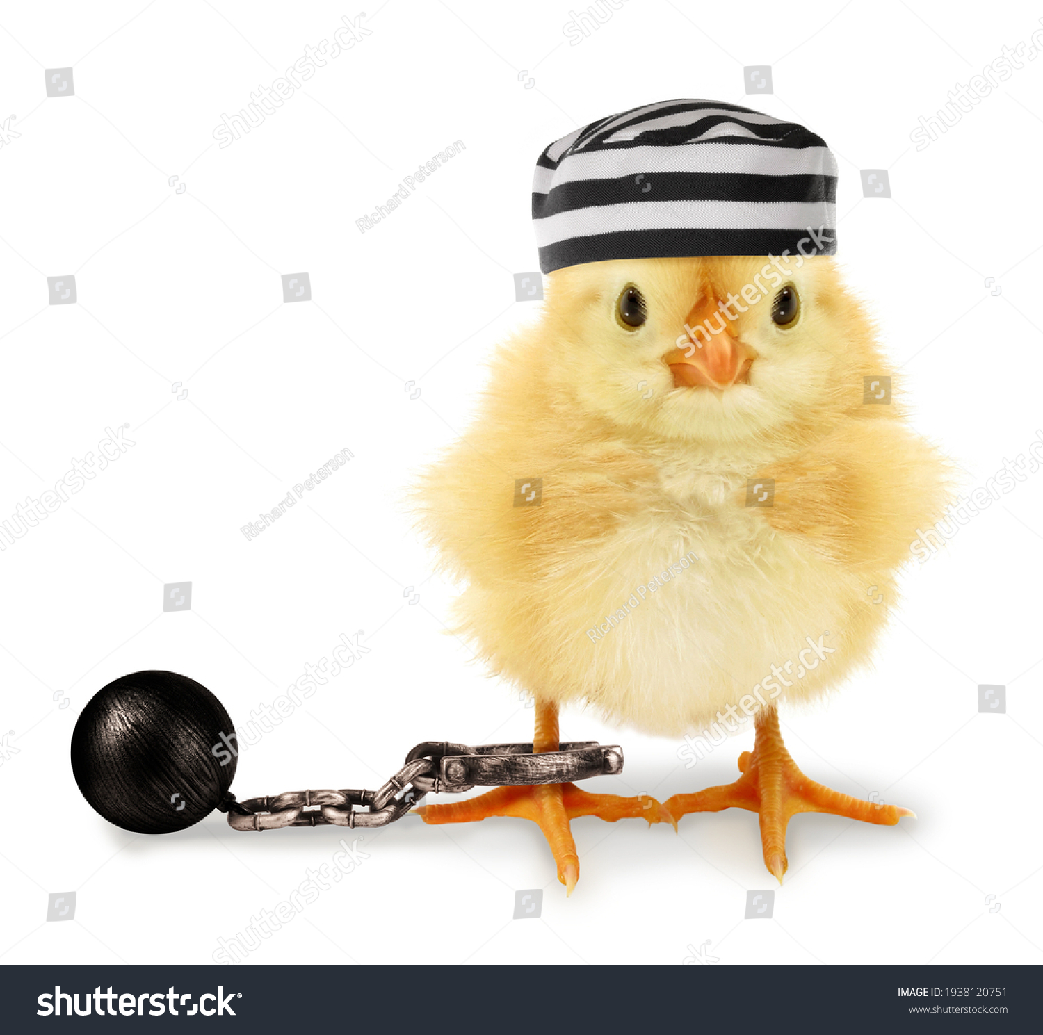Cute cool chick prisoner jailbird with striped cap and fetter funny conceptual image  #1938120751
