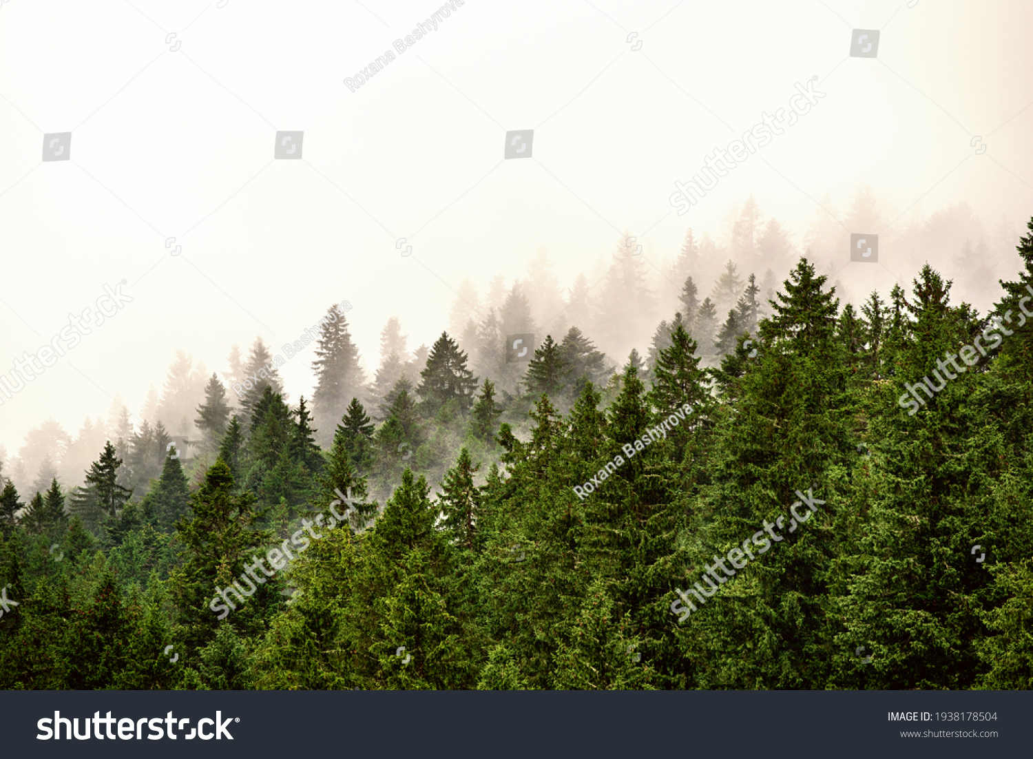 Misty foggy mountain landscape with fir forest and copyspace in vintage retro hipster style #1938178504