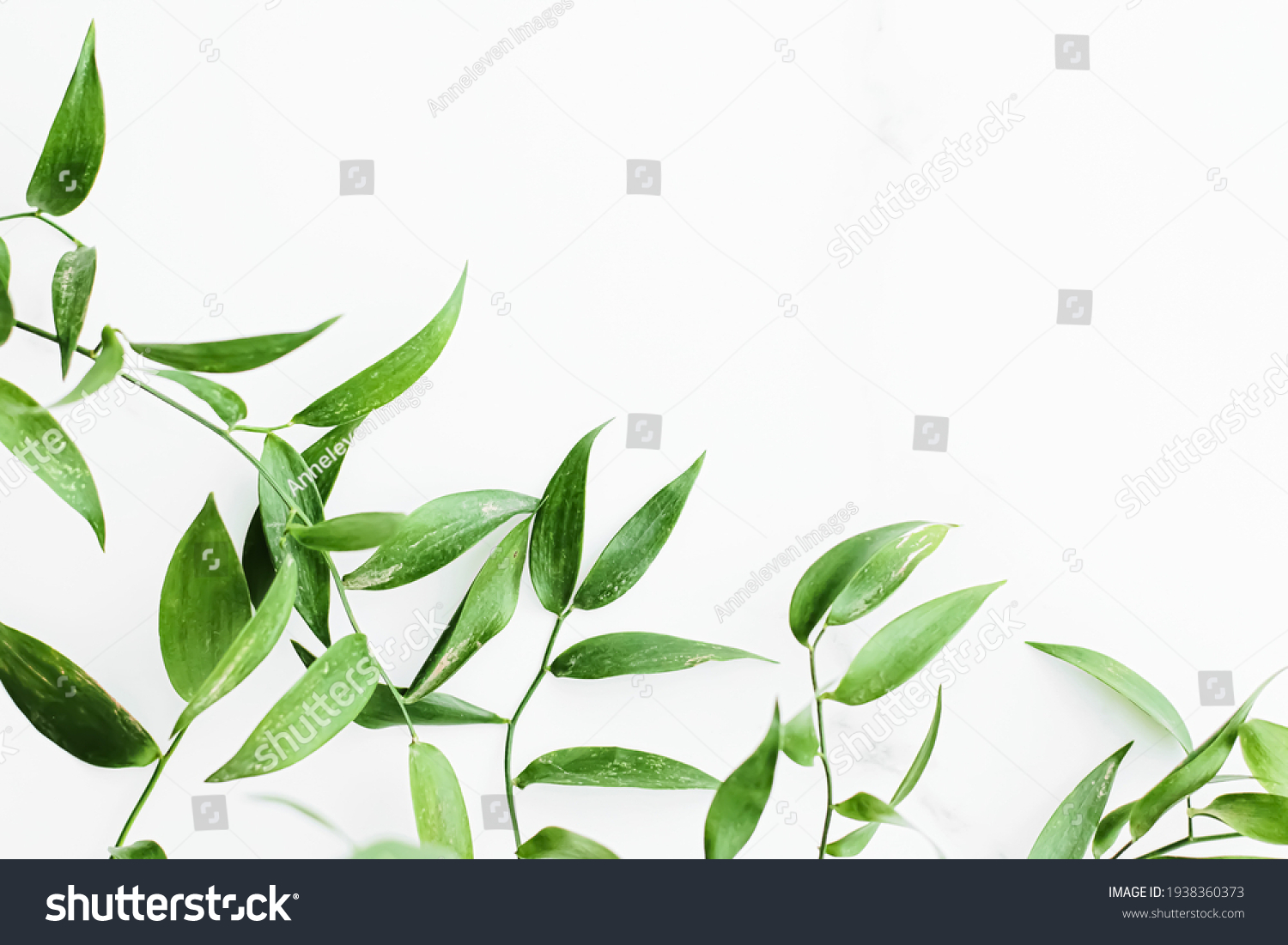 Green leaves on white background as botanical frame flatlay, eco design and spring nature flat lay concept #1938360373