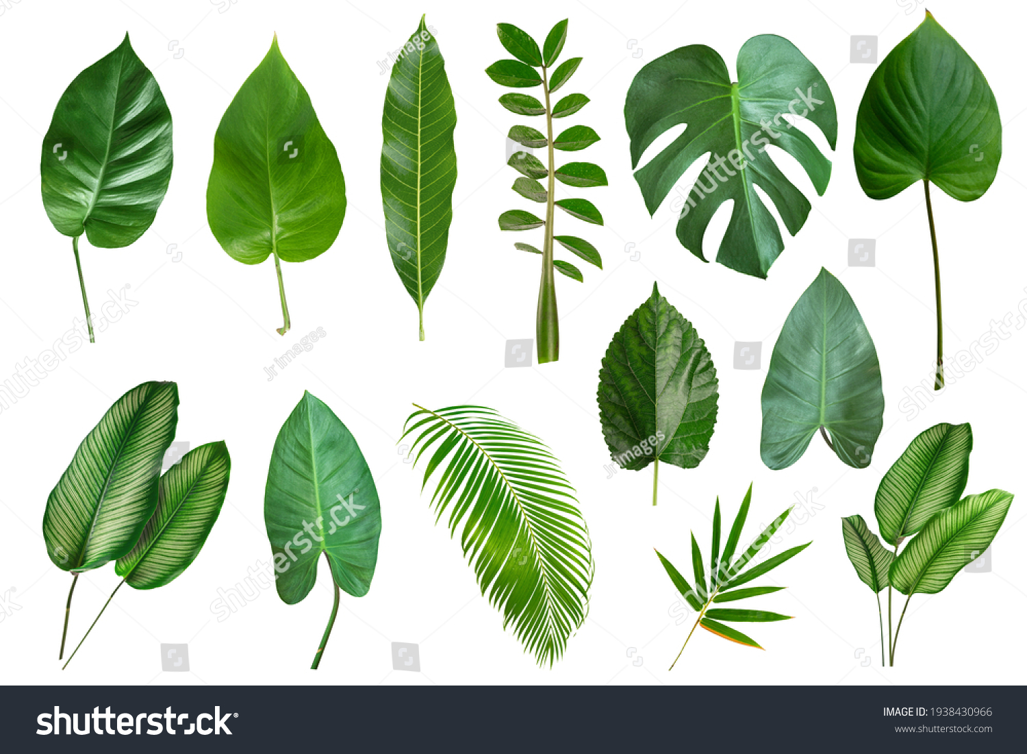 Set of Tropical leaves isolated on white background. Beautiful  
 tropical exotic foliage #1938430966
