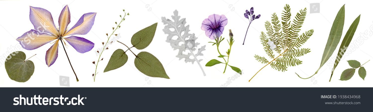 Pressed and dried clematis, bindweed flowers, olive leaves, acacia isolated on white background. For use in floral patterns, compositions, herbariums, scrapbooking, floristry. #1938434968