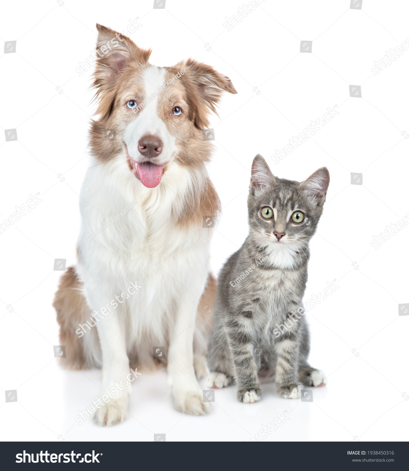 Border collie dog and kitten sit together and look at camera. isolated on white background #1938450316