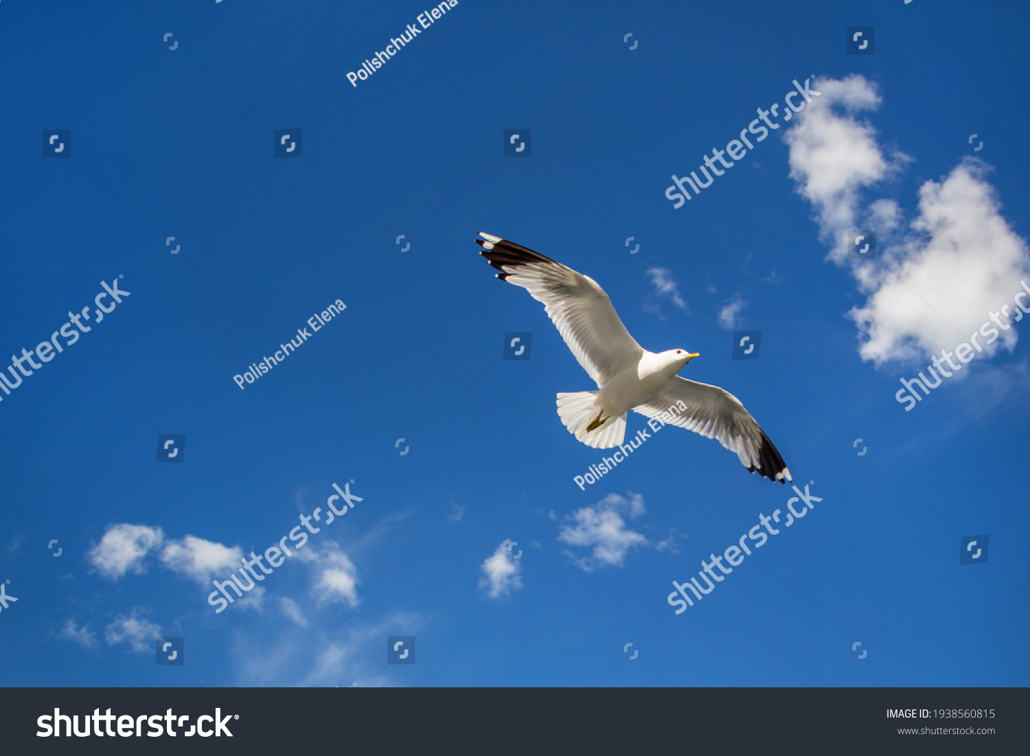 Seagull flying in clear sky at summer day. seagull flying among the clouds #1938560815
