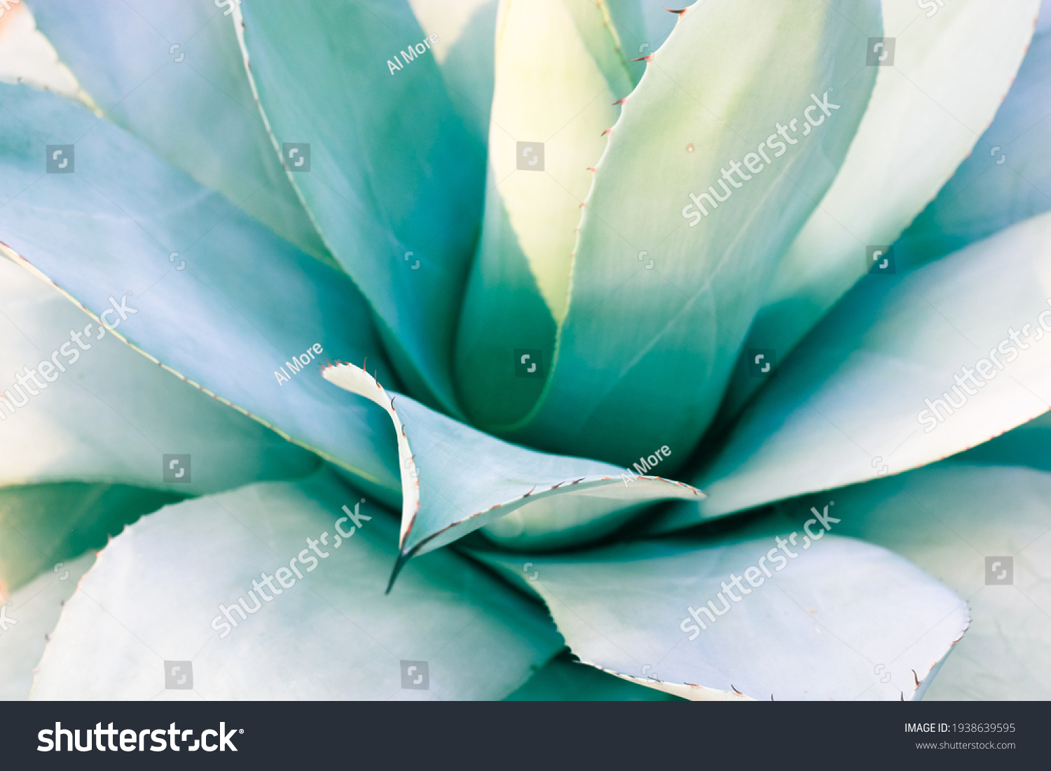 A beautiful giant blue-green agave leaves with thorns, Asparagaceae backgrounds and textures. Exotic plants of Mexico used in pharmacology, making cosmetic products. Cacti and succulents close-up. #1938639595