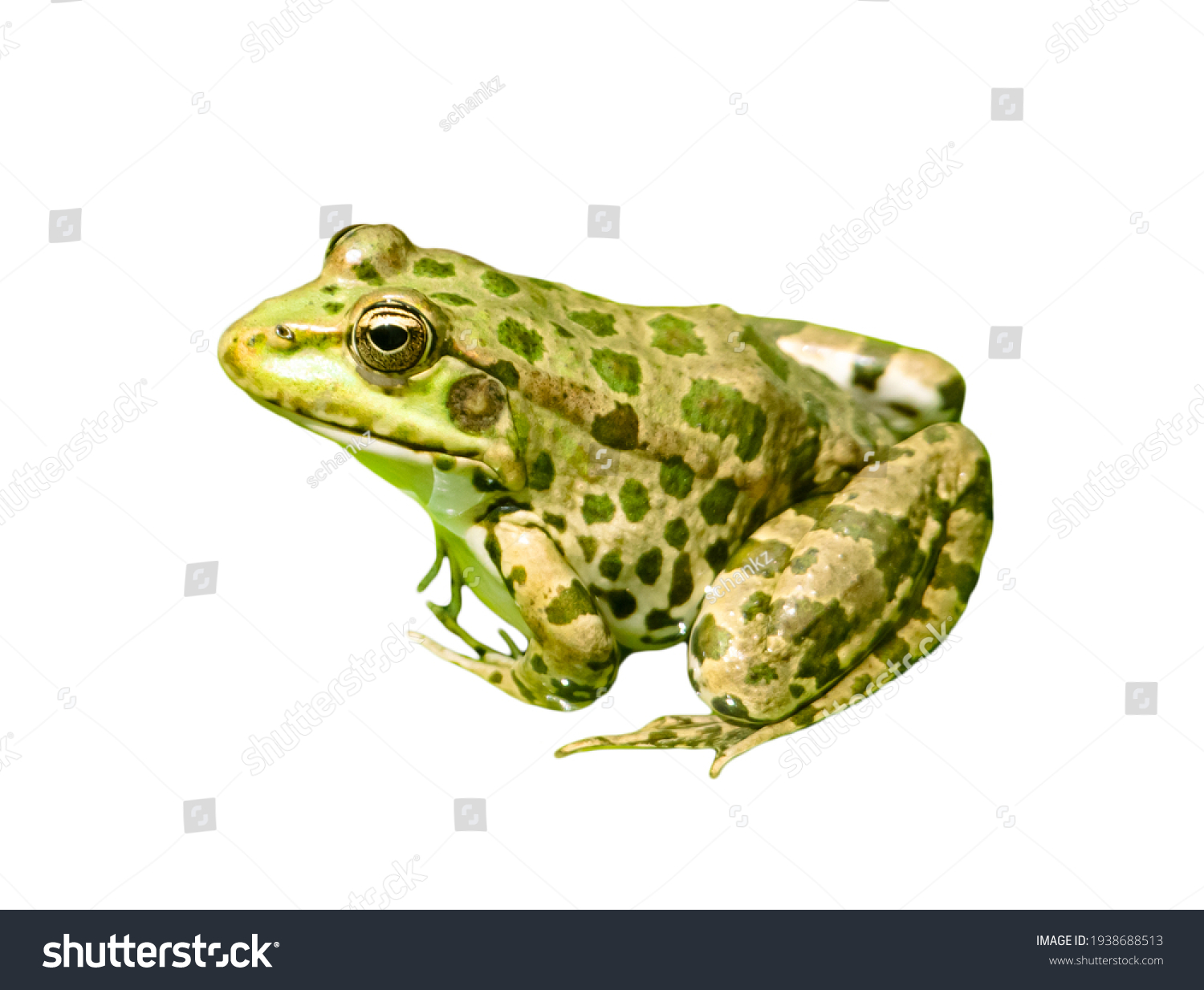 Green frog isolated on a white background. Close-up #1938688513