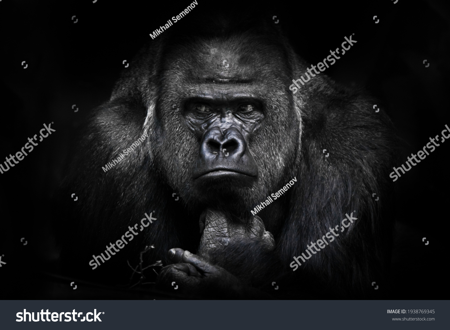 A gorilla male with powerful shoulders, large shoulders and a disgruntled look calmly looks assessing an opponent #1938769345
