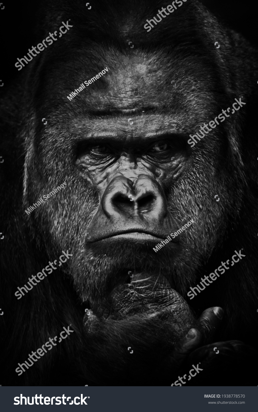 Heavy gaze of strong dominant male gorilla, face close up, black and white photo #1938778570