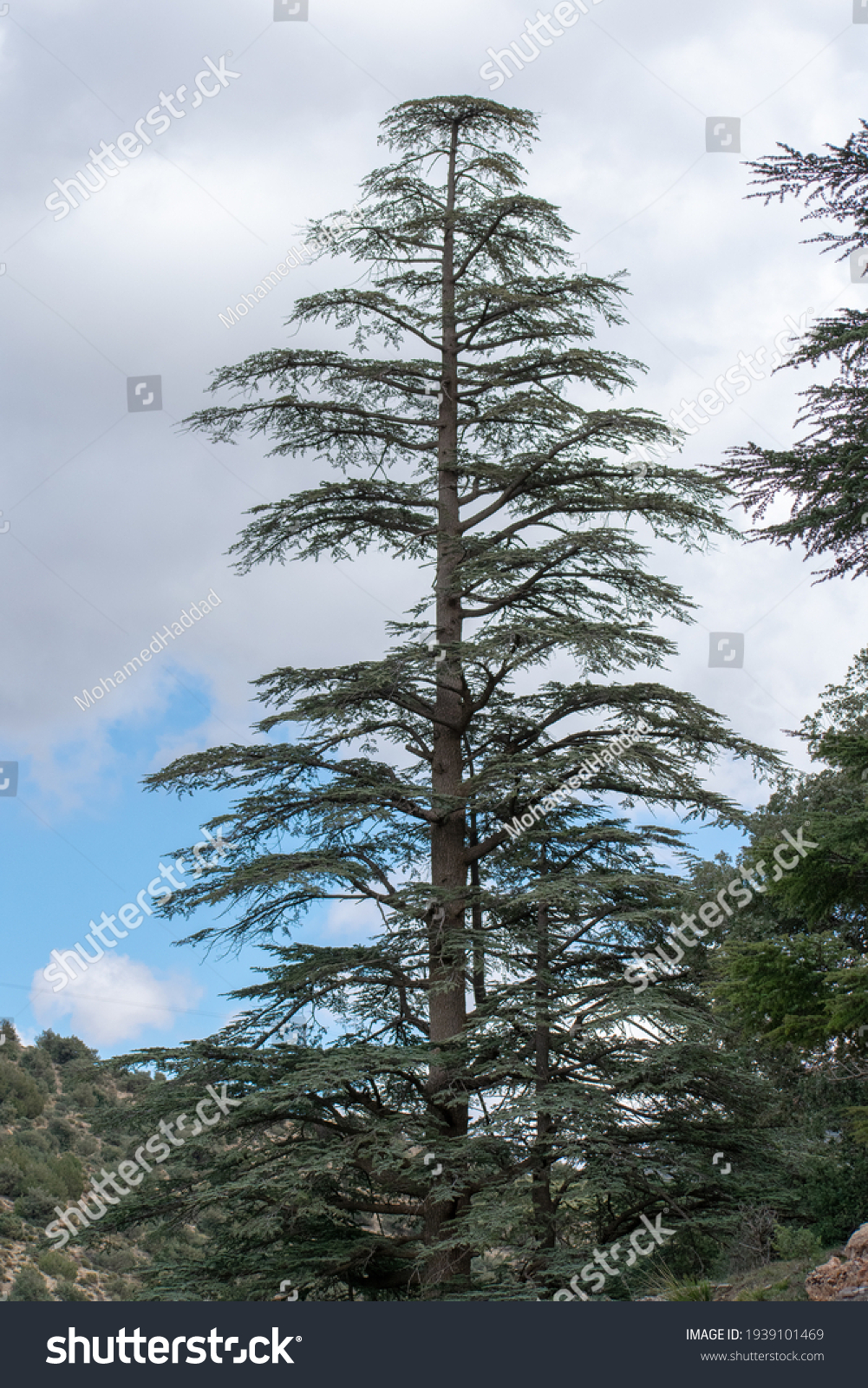 Blue Atlas Cedar (Cedrus Atlantica) trees in their natural habitat in Belezma national park, Batna, Algeria #1939101469