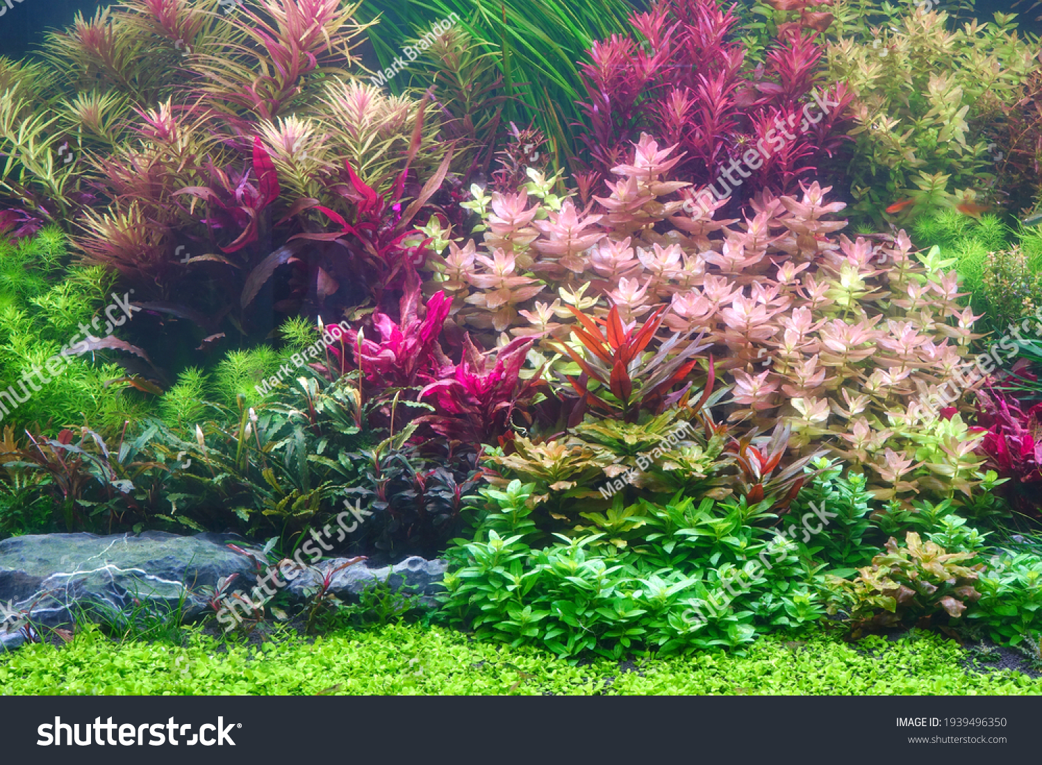 Colorful aquatic plants in aquarium tank with Nature Dutch style aquascaping layout #1939496350