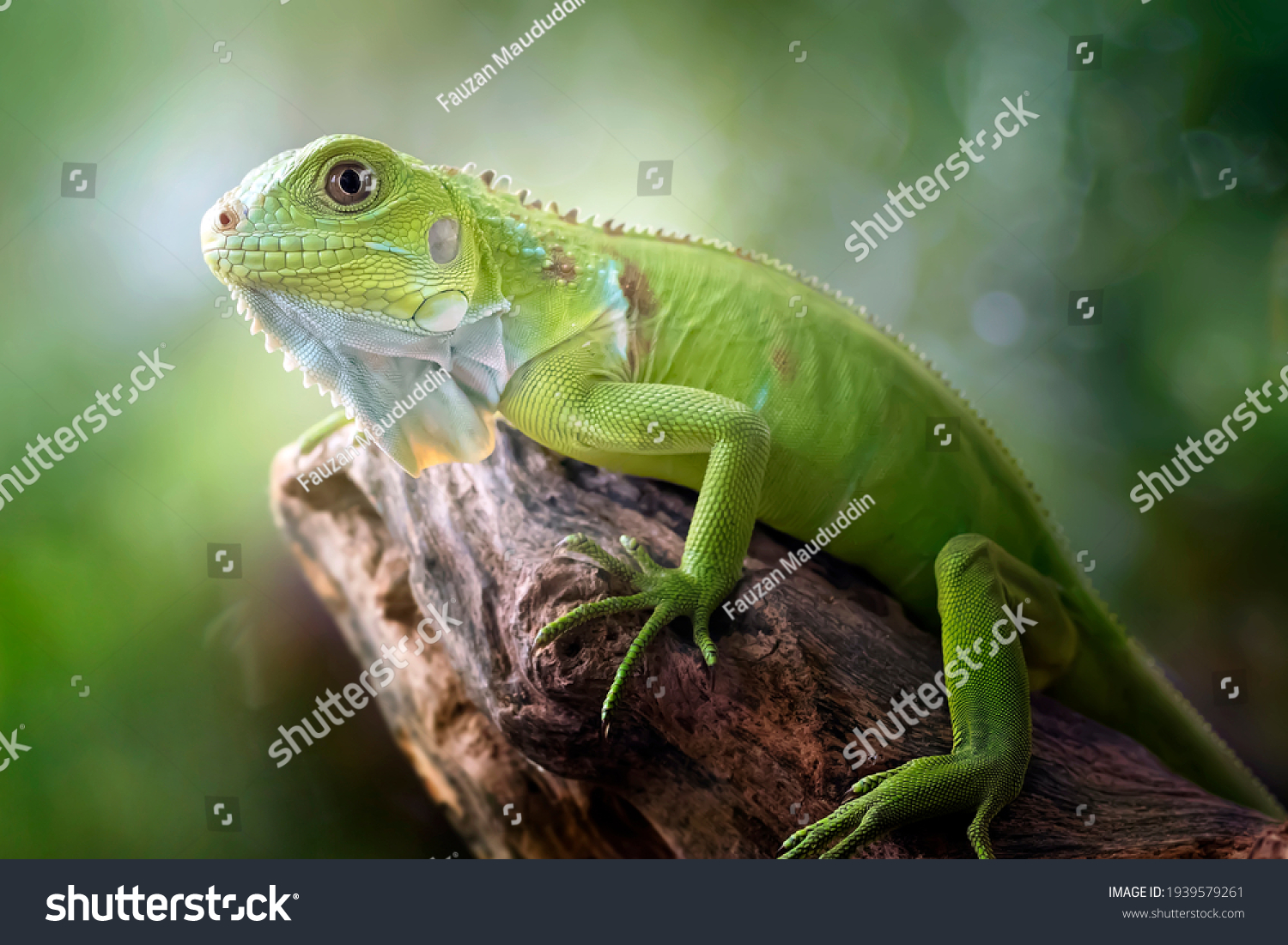 Beautiful Green Iguana with natural background on the park #1939579261