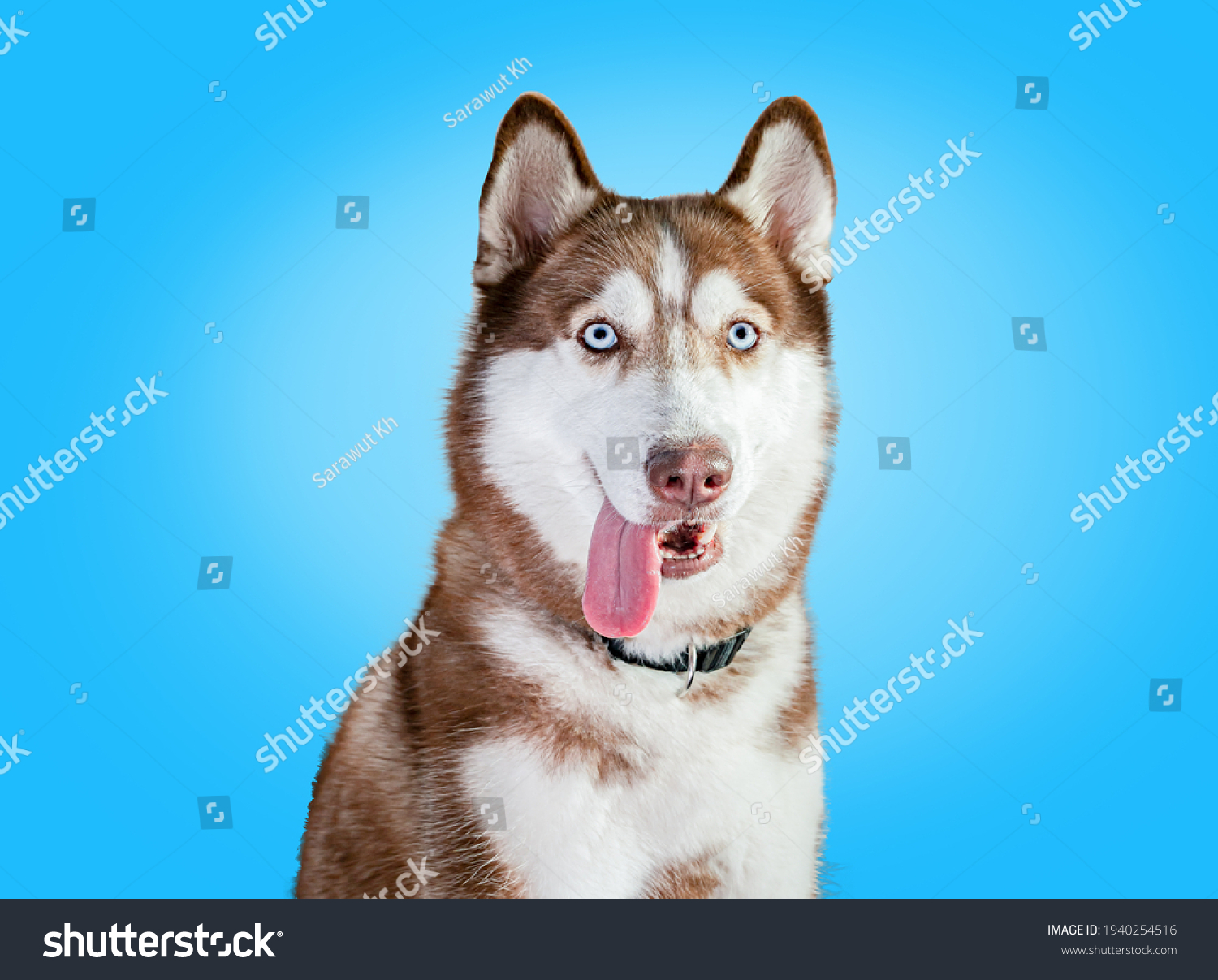 A purebred female Siberian Husky with a brown and white coat using di-cut technique on a blue background. Eyes looking forward, camera ears, protruding ears, tongue and collar, and pet care ideas. #1940254516