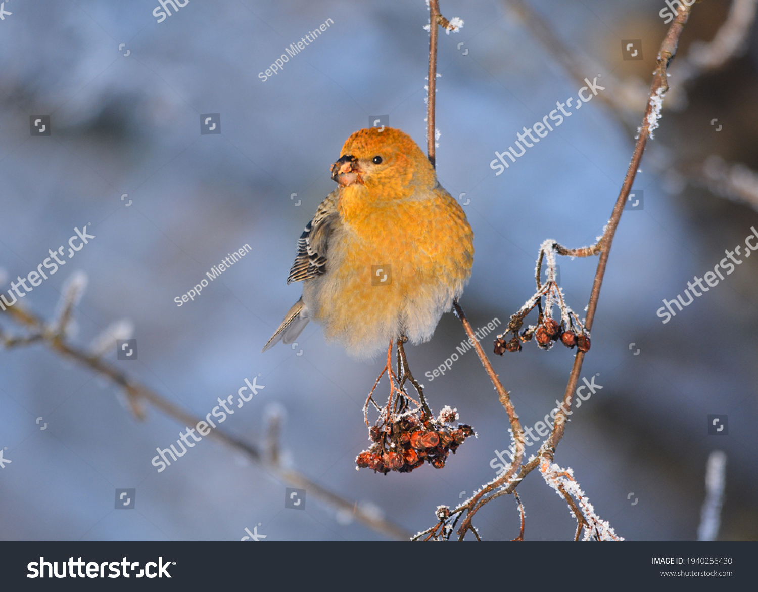 Pine grosbeak (Pinicola enucleator) eating berries in the winter #1940256430