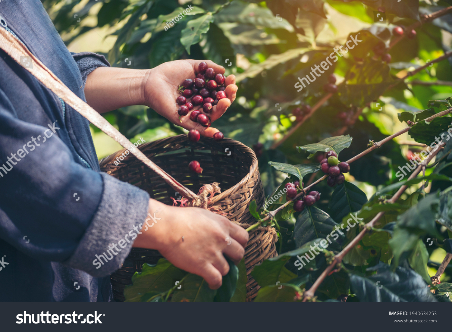 Man Hands harvest coffee bean ripe Red berries plant fresh seed coffee tree growth in green eco organic farm. Close up hands harvest red ripe coffee seed robusta arabica berry harvesting coffee farm #1940634253