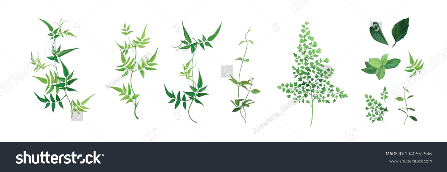 Vector designer elements set, collection. Green forest fern, tropical green smilax foliage, jasmine vine greenery, herbs. Beautiful watercolor style editable art illustration for wedding invite design #1940662546