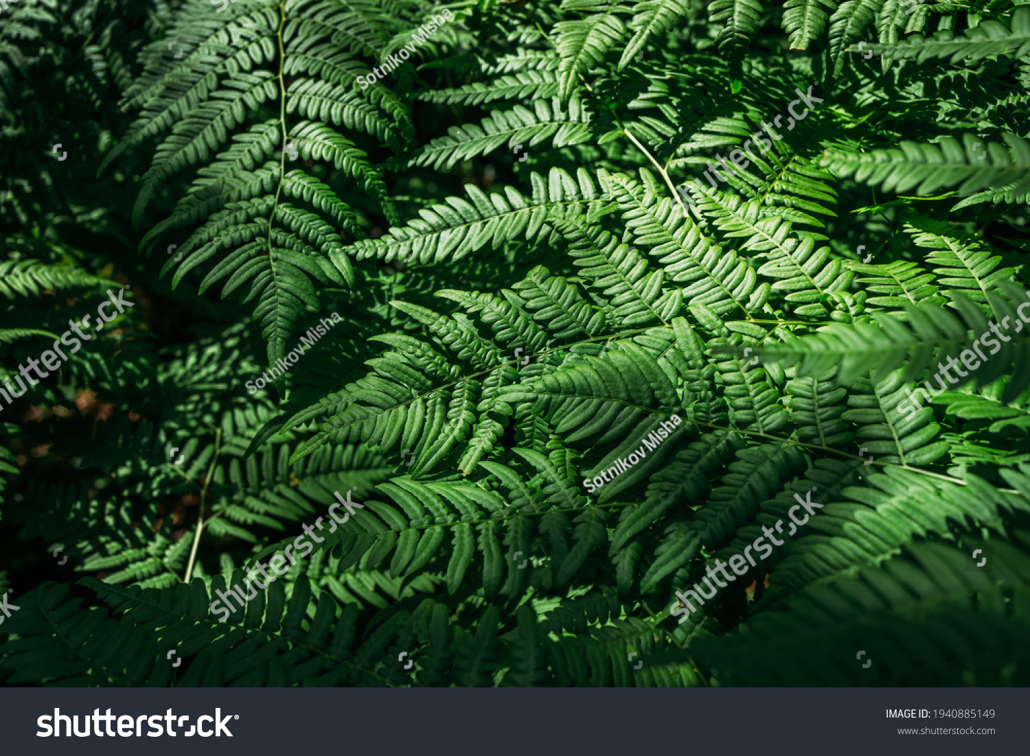 Summer green texture hundreds of ferns. Green fern tree growing in summer. Fern with green leaves on natural background. Natural floral fern background on a sunny day #1940885149