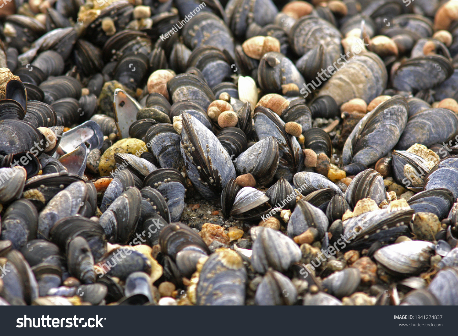 The blue mussel (Mytilus edulis), also known as the common mussel, is a medium-sized edible marine bivalve mollusc in the family Mytilidae, the mussels #1941274837