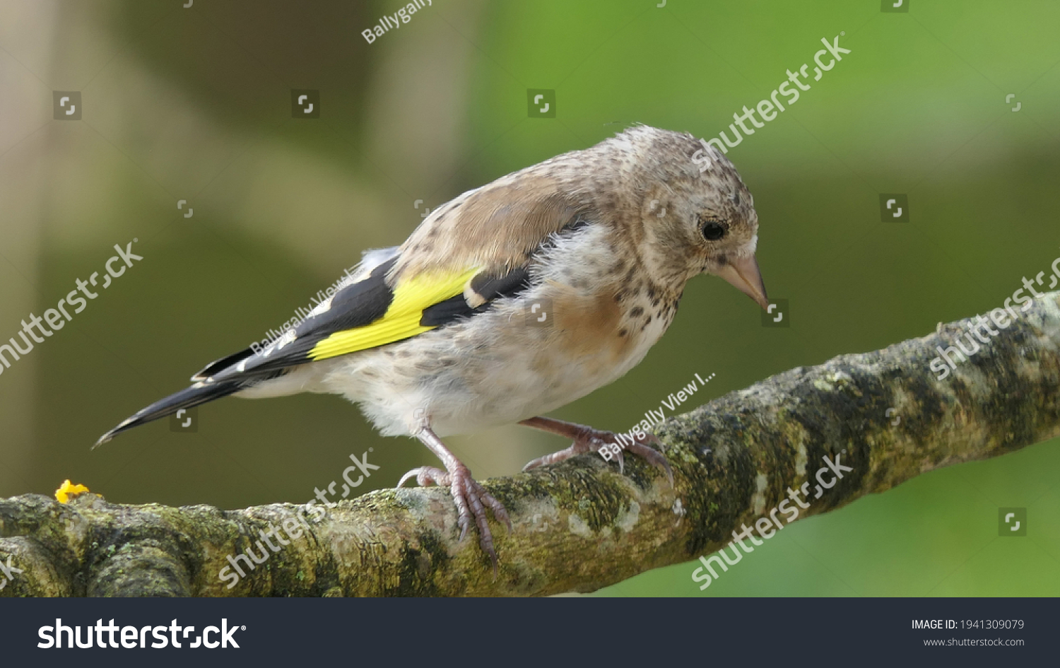 Goldfinch Juvenile on a branch in a wood #1941309079