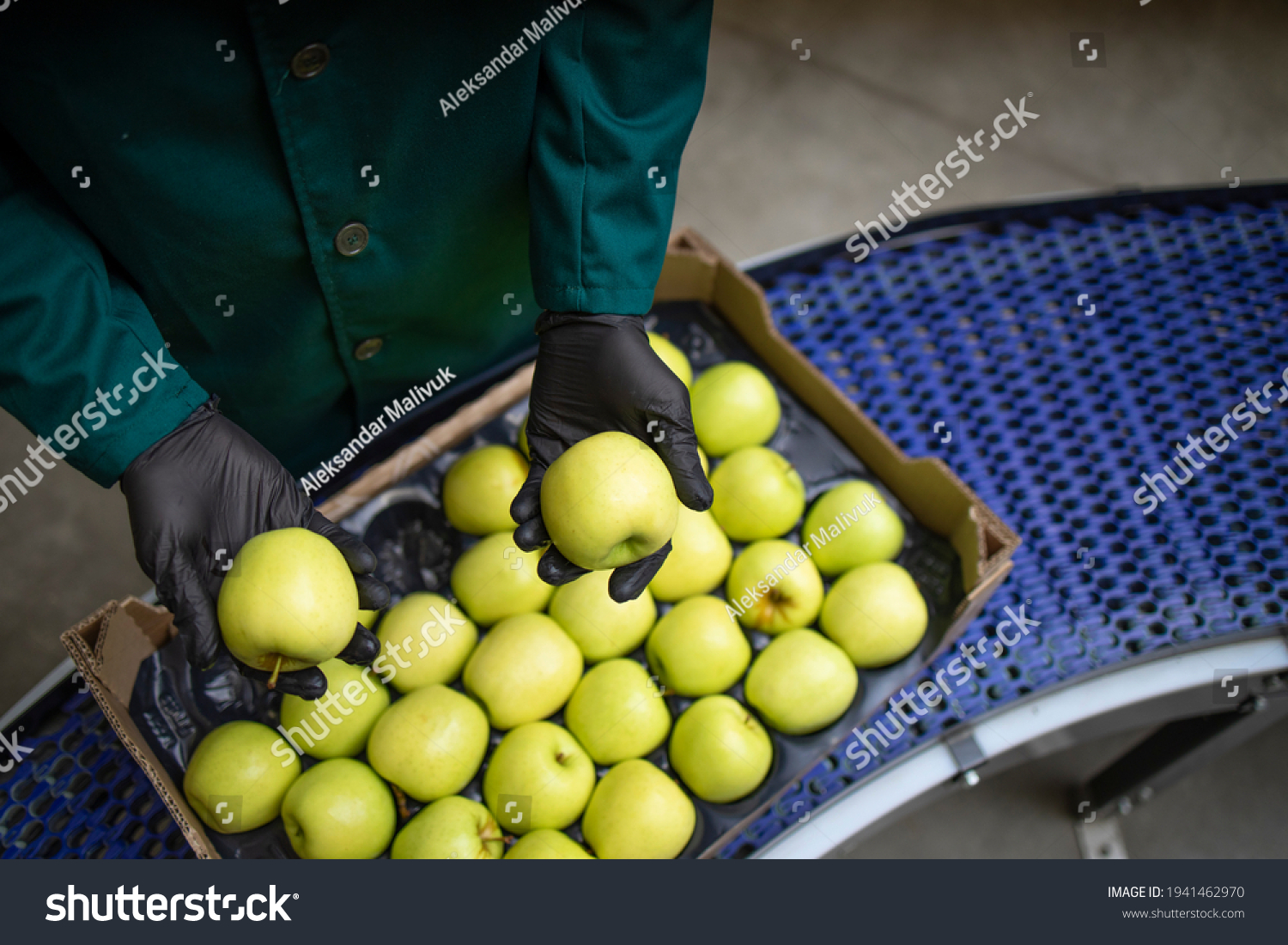 Unrecognizable worker checking quality of green organic apples while being transported via conveyer belt in food processing factory. #1941462970