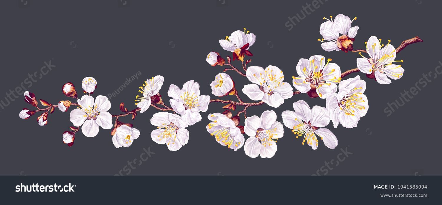 Vector branch with spring flowers. Realistic fruit tree branch. Detailed hand drawn clip art element isolated on dark background for your design, postcards, advertising, social media posts, textile #1941585994