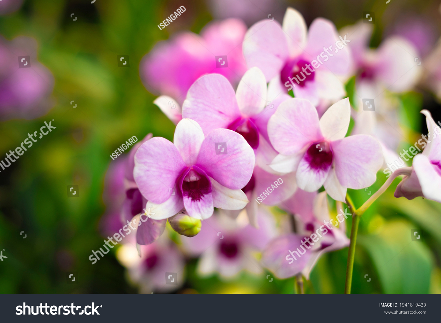 Orchid flower in orchid garden at winter or spring day. Orchid flower for postcard beauty and agriculture design. Beautiful orchid flower in garden, in full bloom in farm, on green nature blur backgro #1941819439