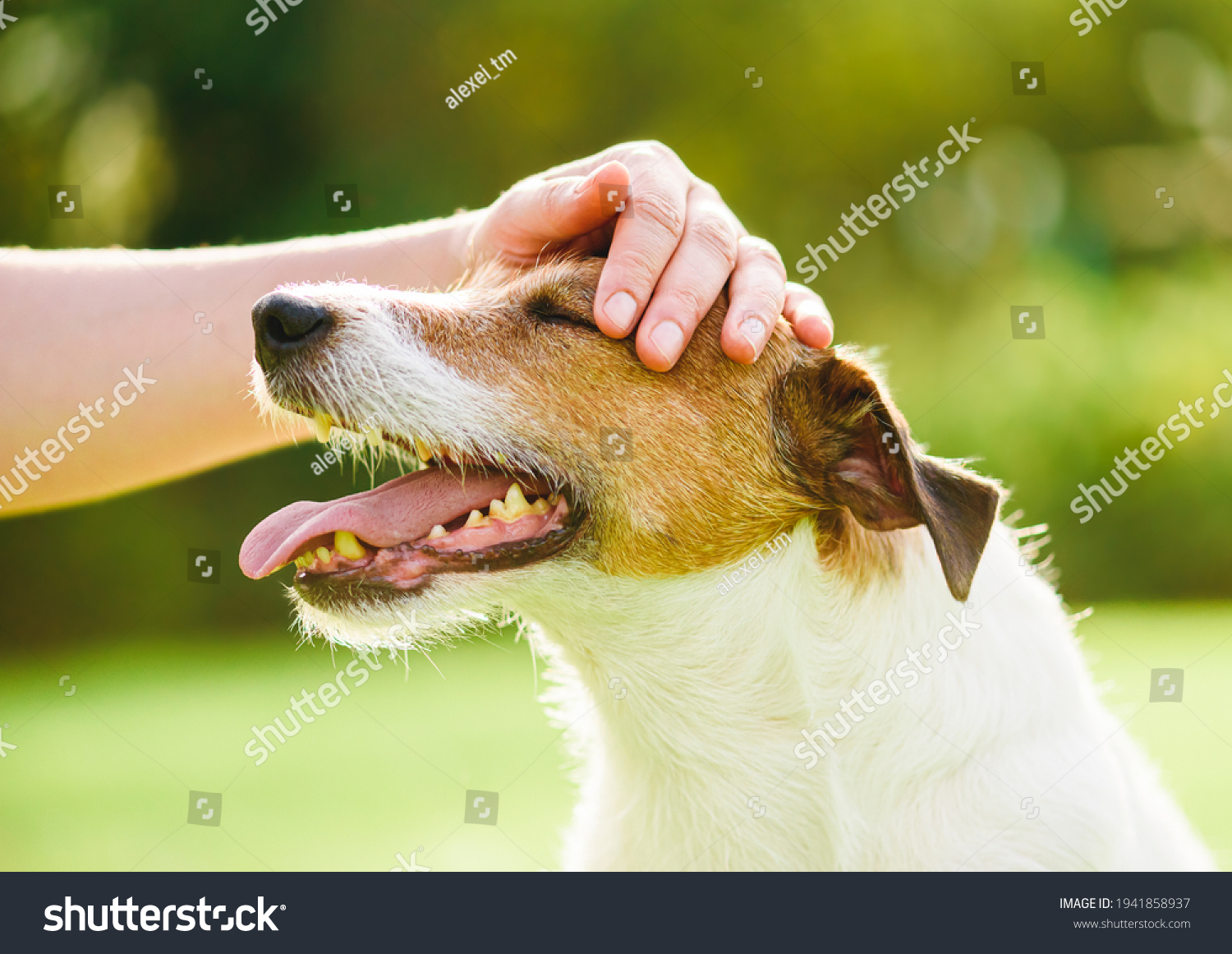 Pet owner uses physical contact to calm down her dog and stop anxiety #1941858937