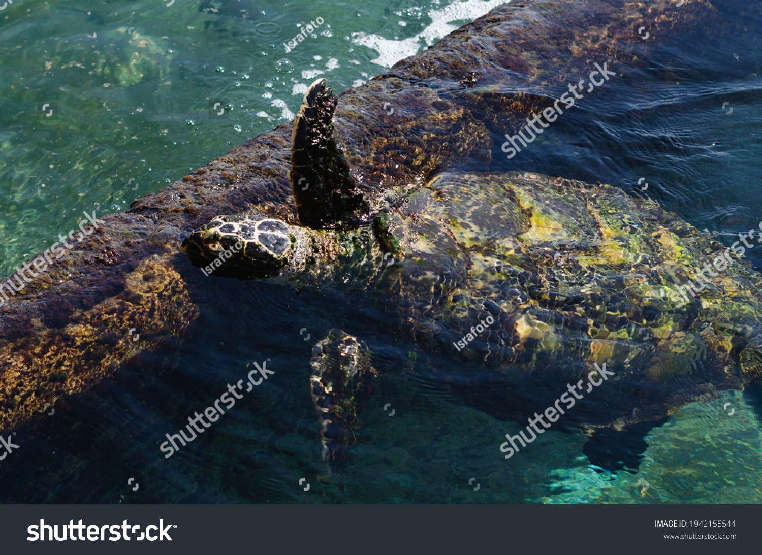 Sea turtles are chordate animals belonging to the reptile class order of turtles, superfamily Chelonioidea in Eilat in Israel #1942155544
