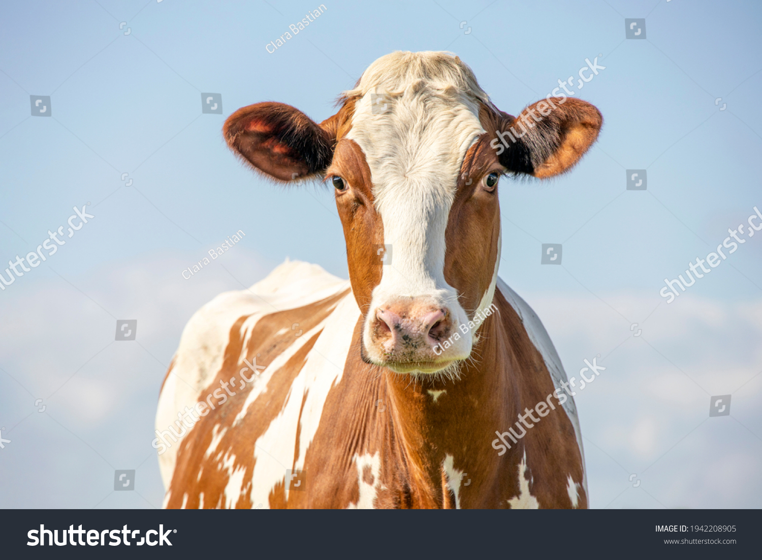 Cow portrait, a cute and calm red bovine, with white blaze, pink nose and friendly expression, adorable #1942208905