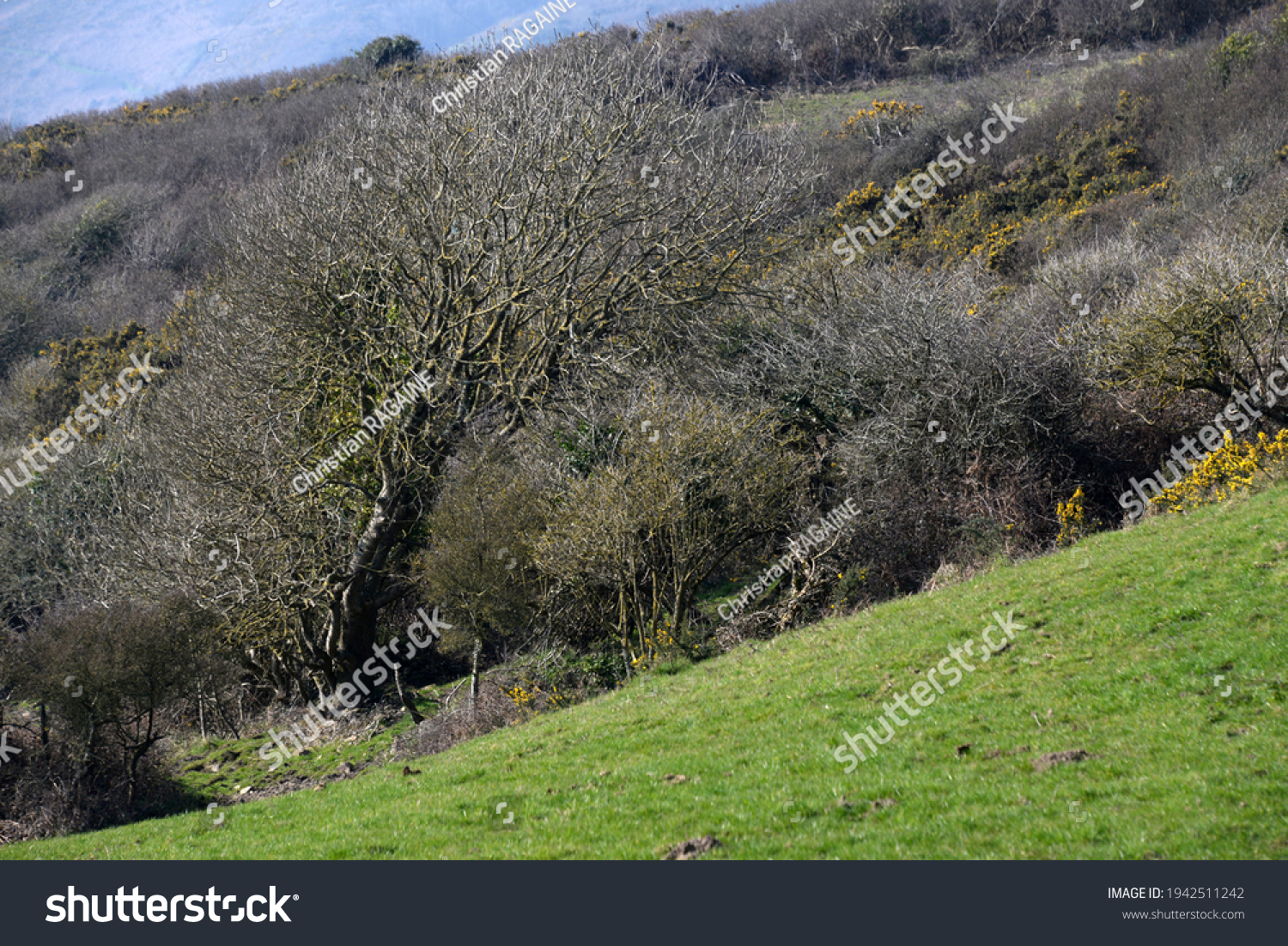 Old tree bent to the wind and slope of the terrain. Vieil arbre courbé au vent et à la pente du terrain. #1942511242