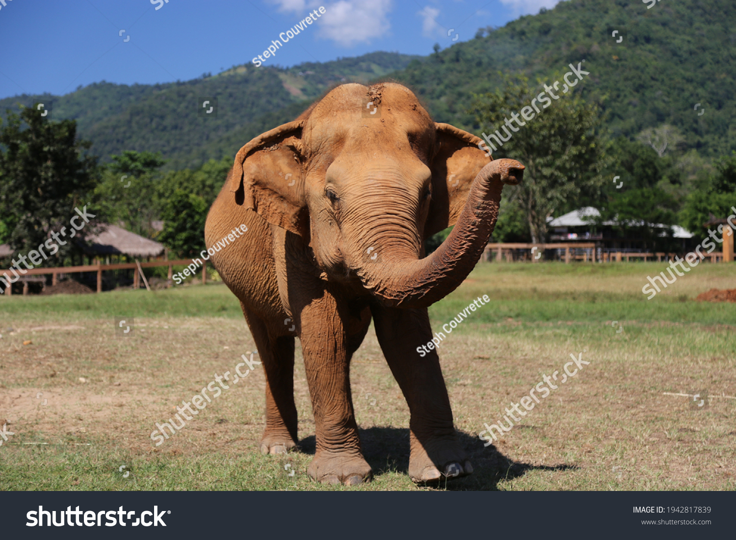 Elephant at Elephant Sanctuary Outside Chiang Mai, Thailand - Trunk Up Sideways #1942817839