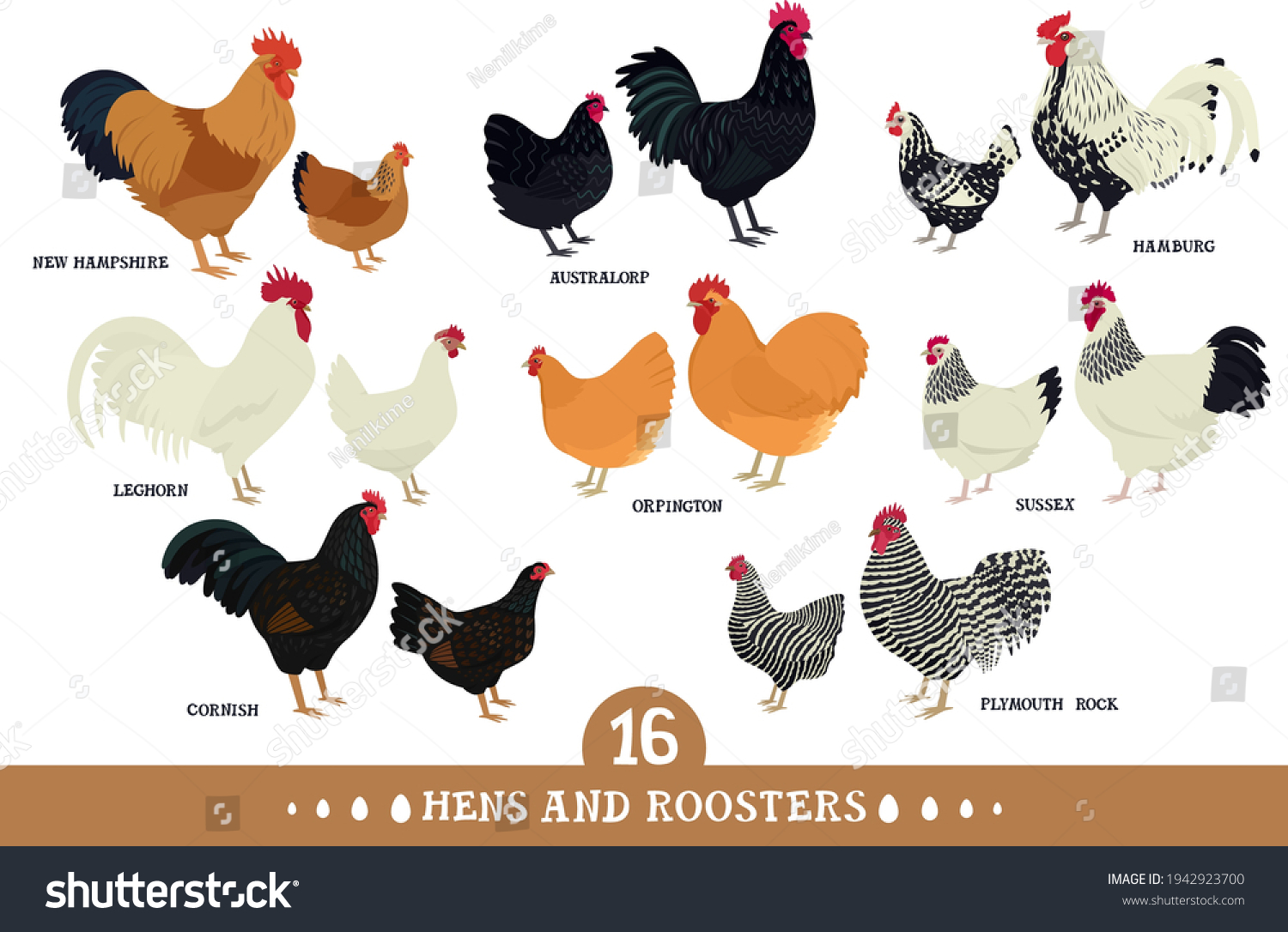 Set of domestic chickens Flat vector - Royalty Free Stock Vector ...