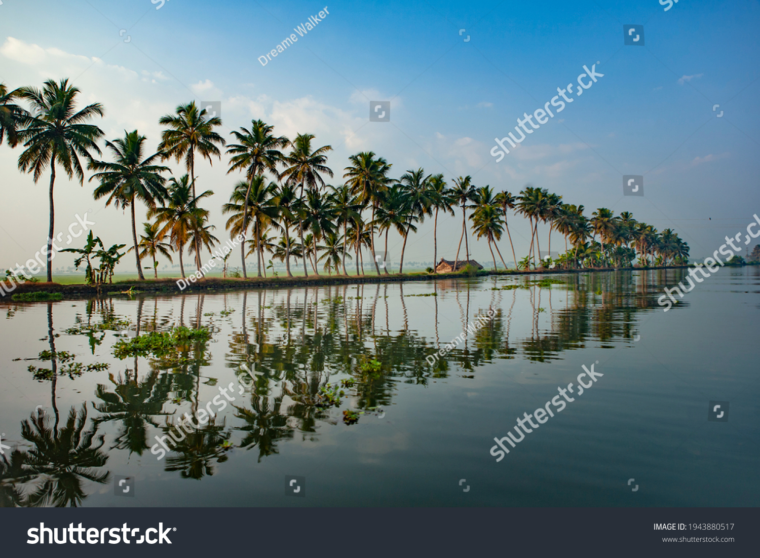 Morning Landscape from Kumarakom backwaters with coconut tree and reflection in water,Kerala #1943880517