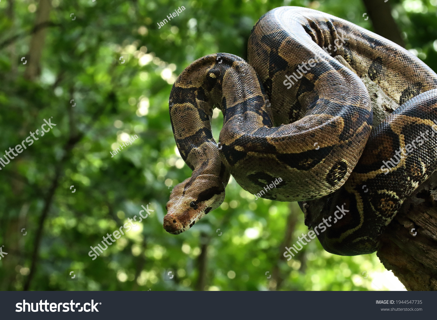 The boa constrictor (Boa constrictor), also called the red-tailed boa or the common boa, on the old branche in green forest. Green background. #1944547735
