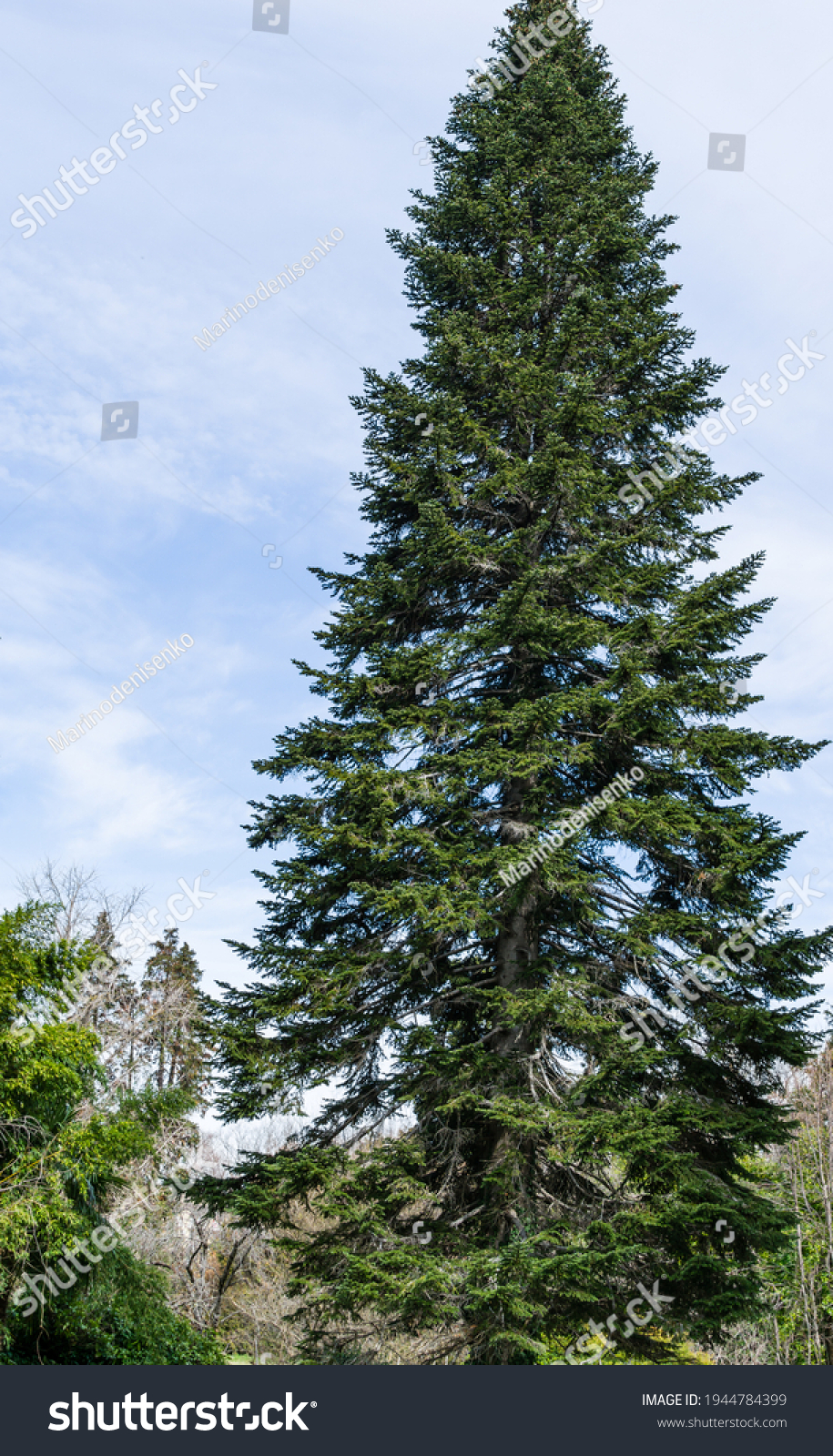 Big dark green coniferous tree fir Abies nordmanniana  (Caucasian Fir) or Christmas tree in Arboretum Park Southern Cultures in Sirius (Adler). #1944784399