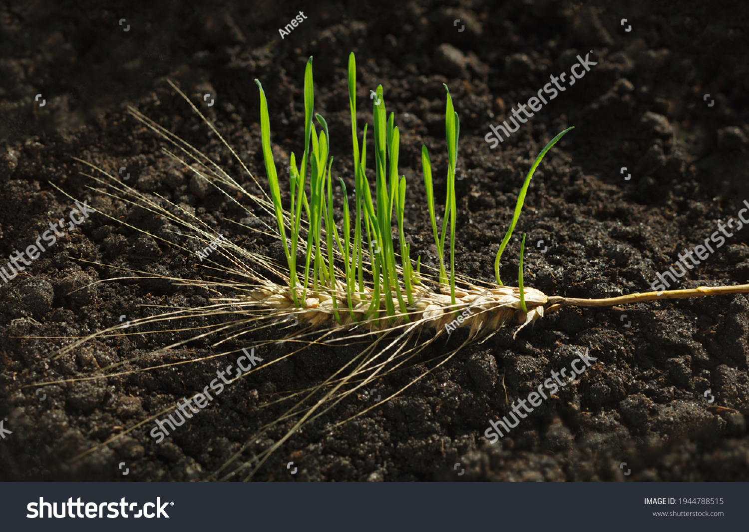 New wheat generation growing out of old ear on fertile soil, re-creation concept
 #1944788515