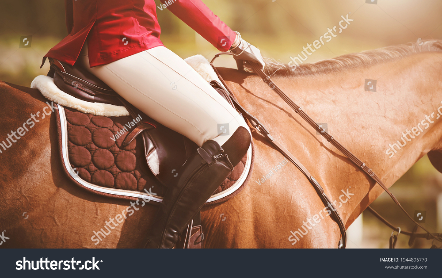 On a sorrel horse in a leather saddle sits a rider in a pink jacket and white trousers, holding the bridle rein in her hands, illuminated by the sun. #1944896770