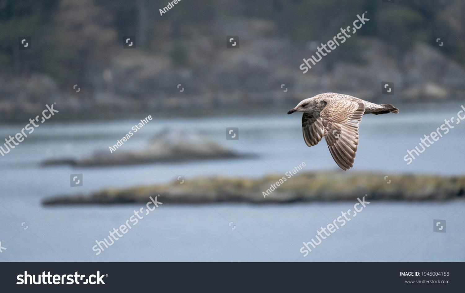 A juvenile seagull in flight on the Swedish west coast. #1945004158
