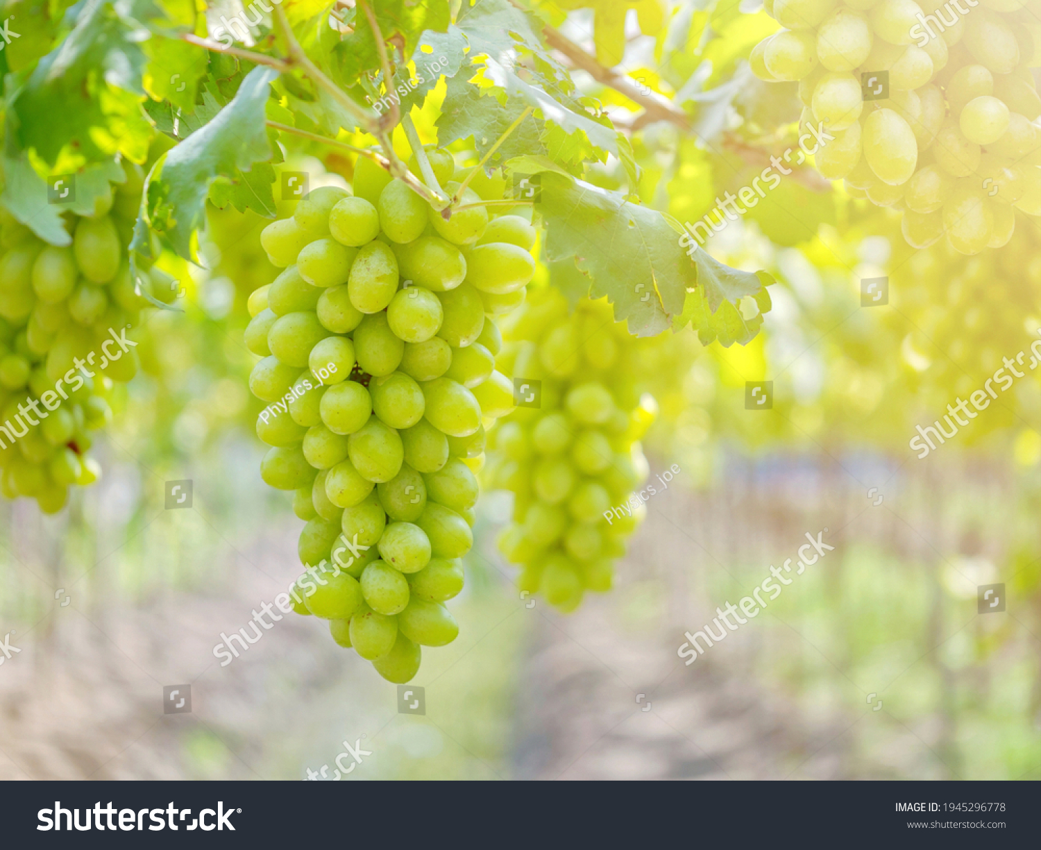 Ripe green grape in vineyard. Grapes green taste sweet growing natural. Green grape on the vine in garden #1945296778