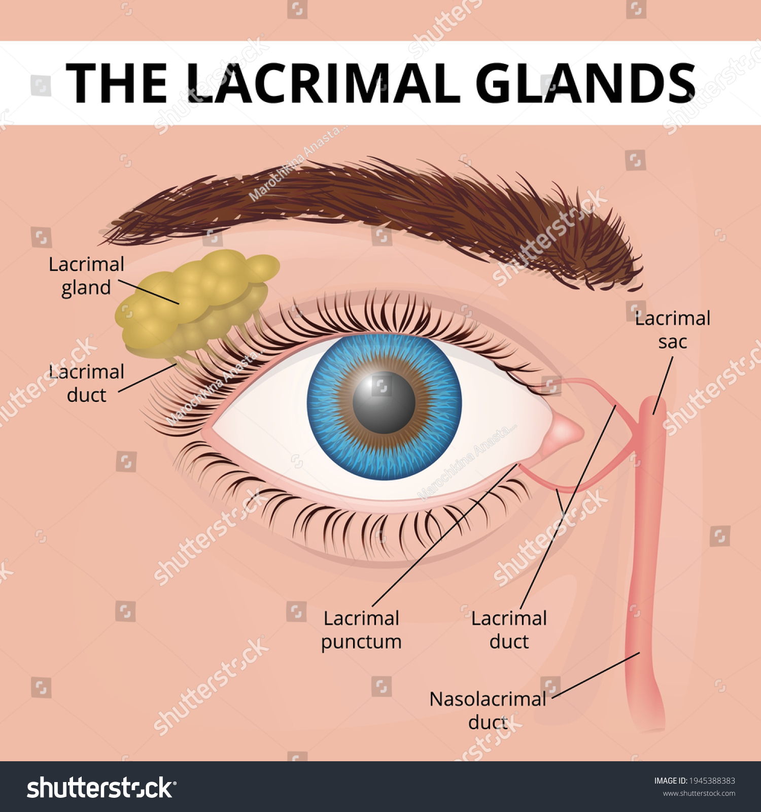 The Structure Of The Human Eye And Lacrimal - Royalty Free Stock Vector ...